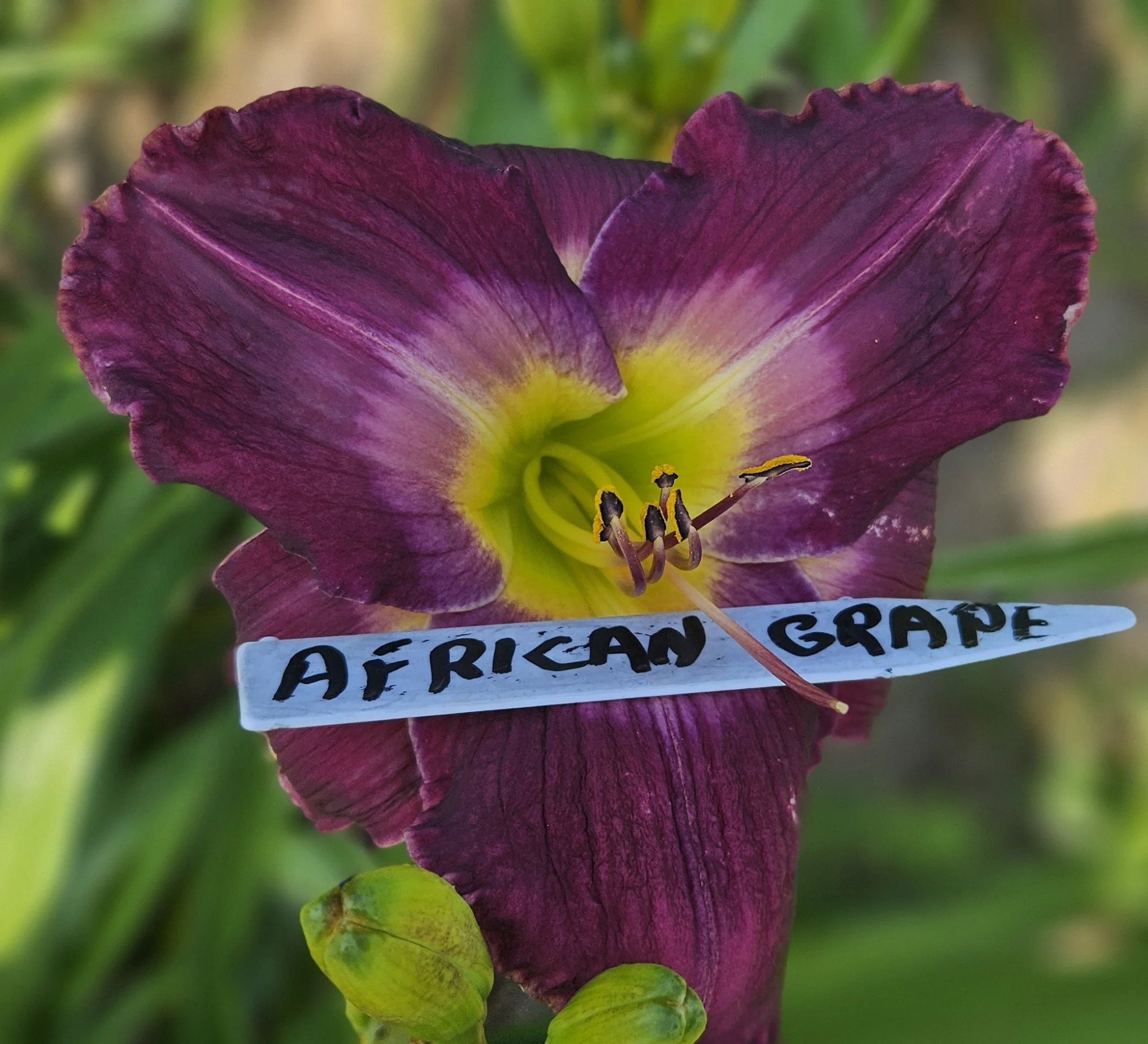 African Grape