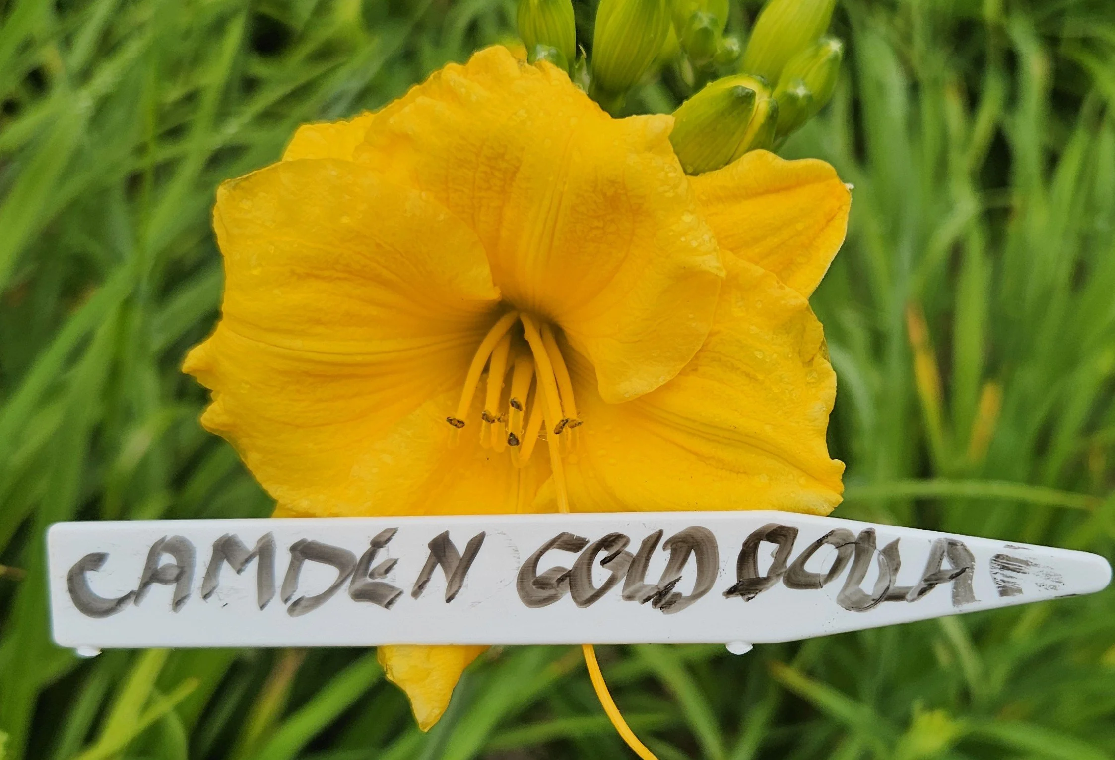 Camden Gold Dollar