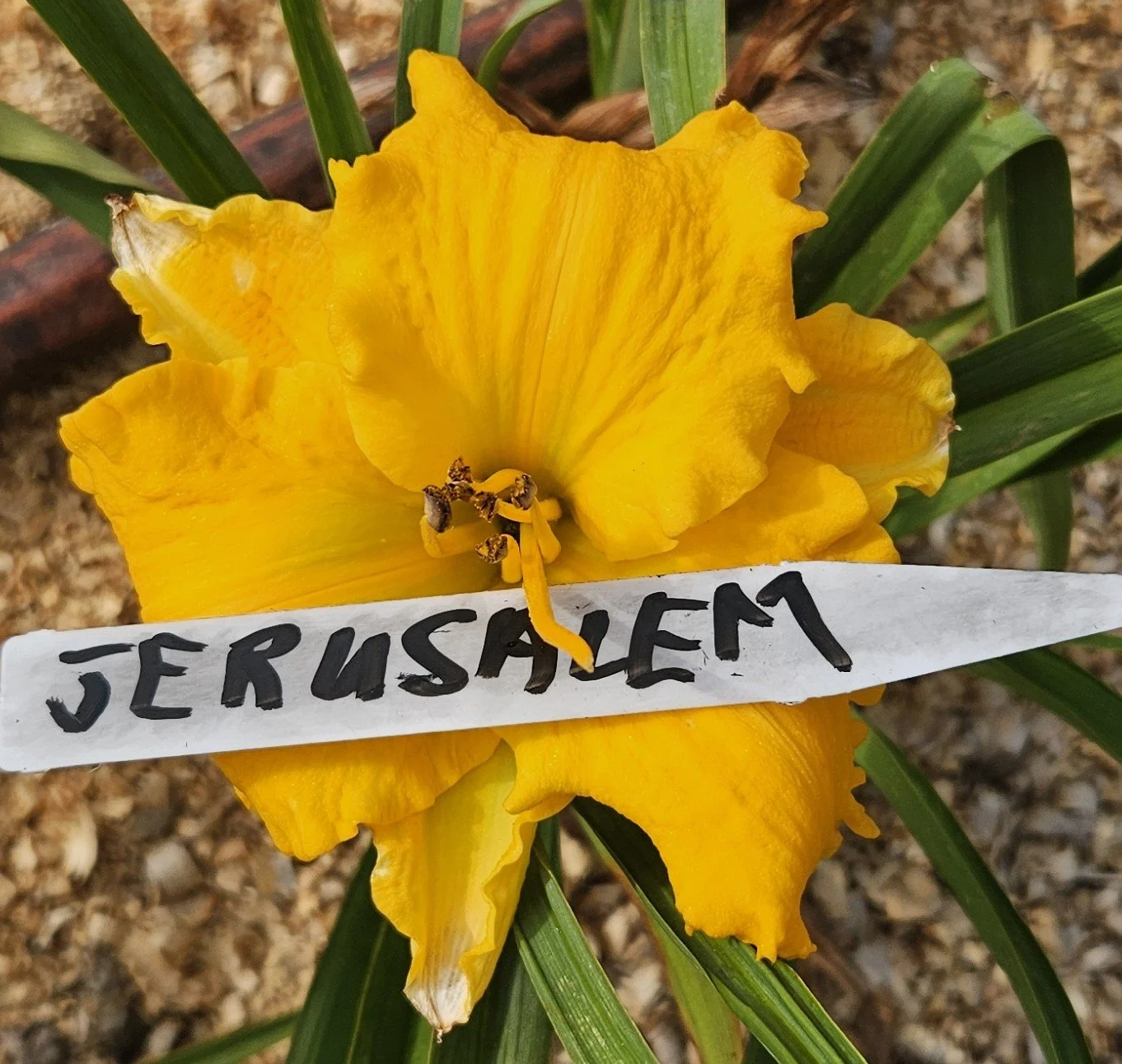 Jerusalem