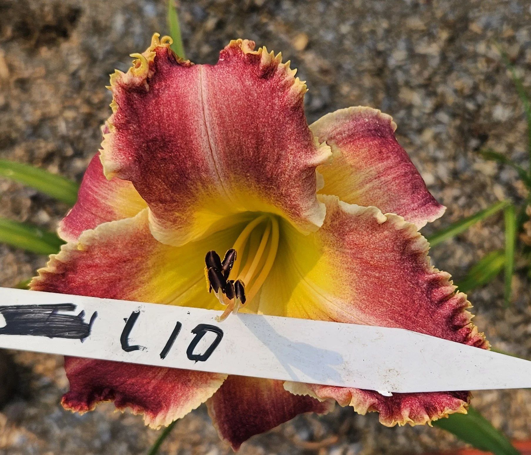 L 10.jpg