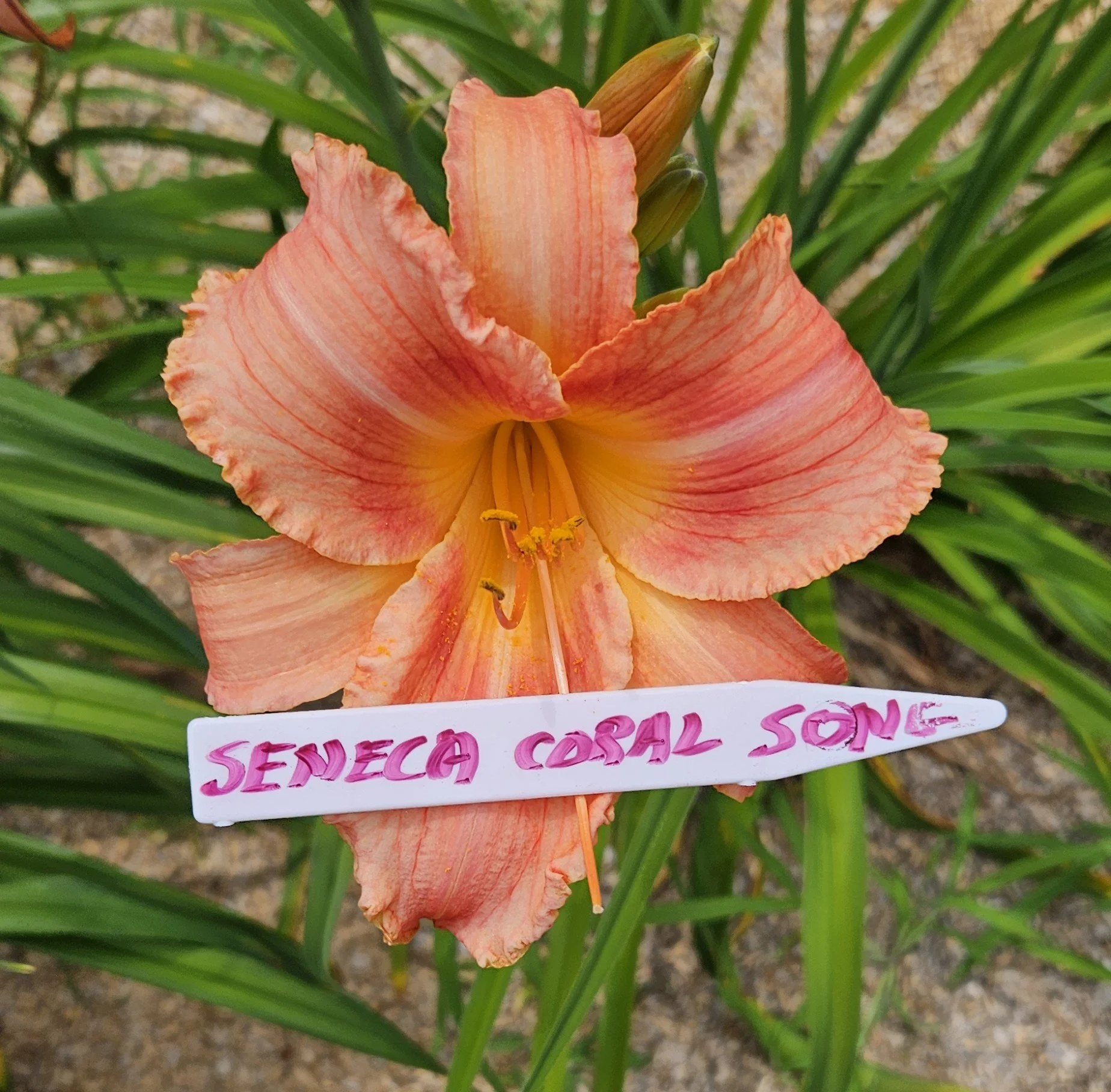 Seneca Coral Song
