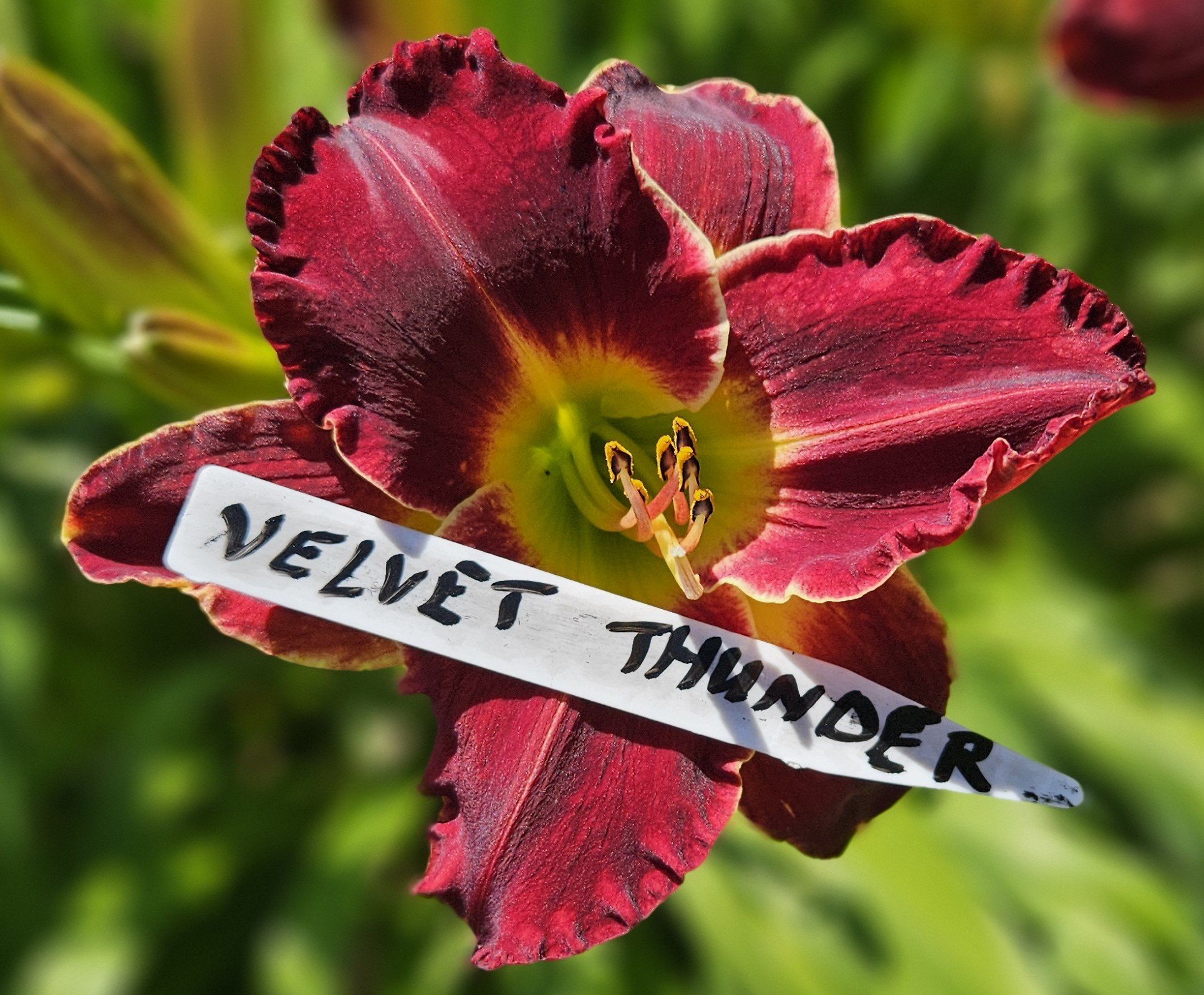 Velvet Thunder