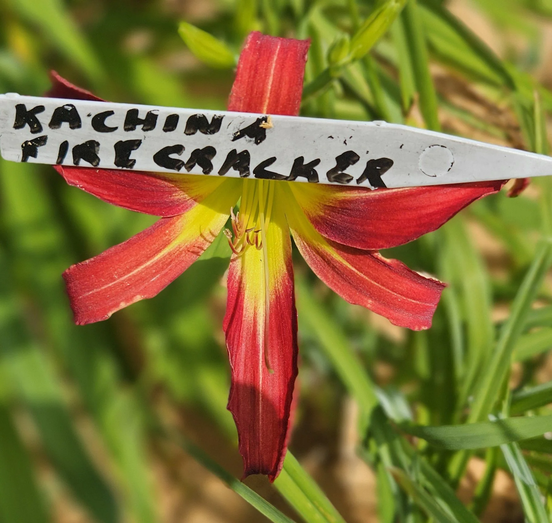 KACHINA FIRECRACKER.jpg