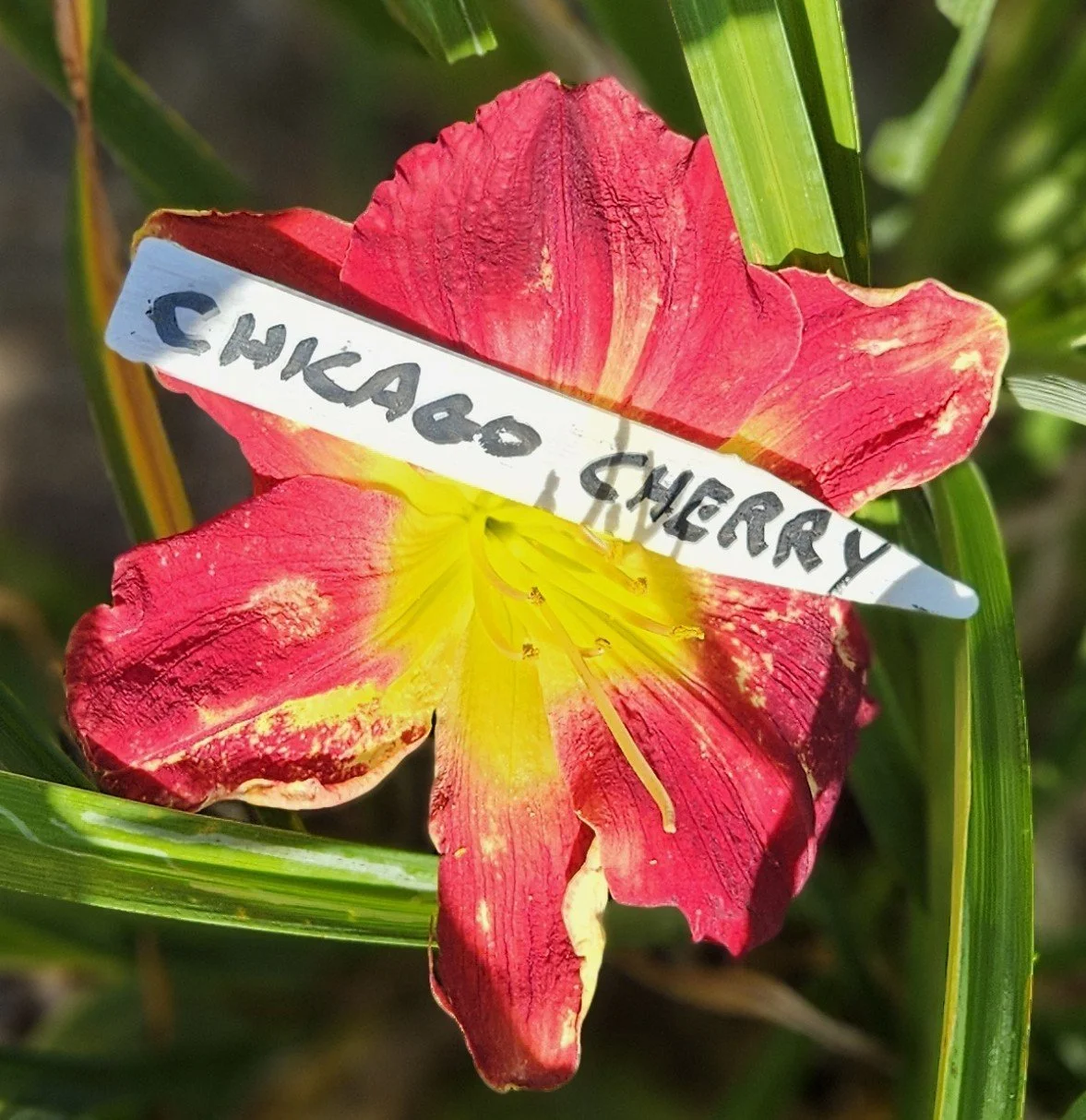 Chicago Cherry