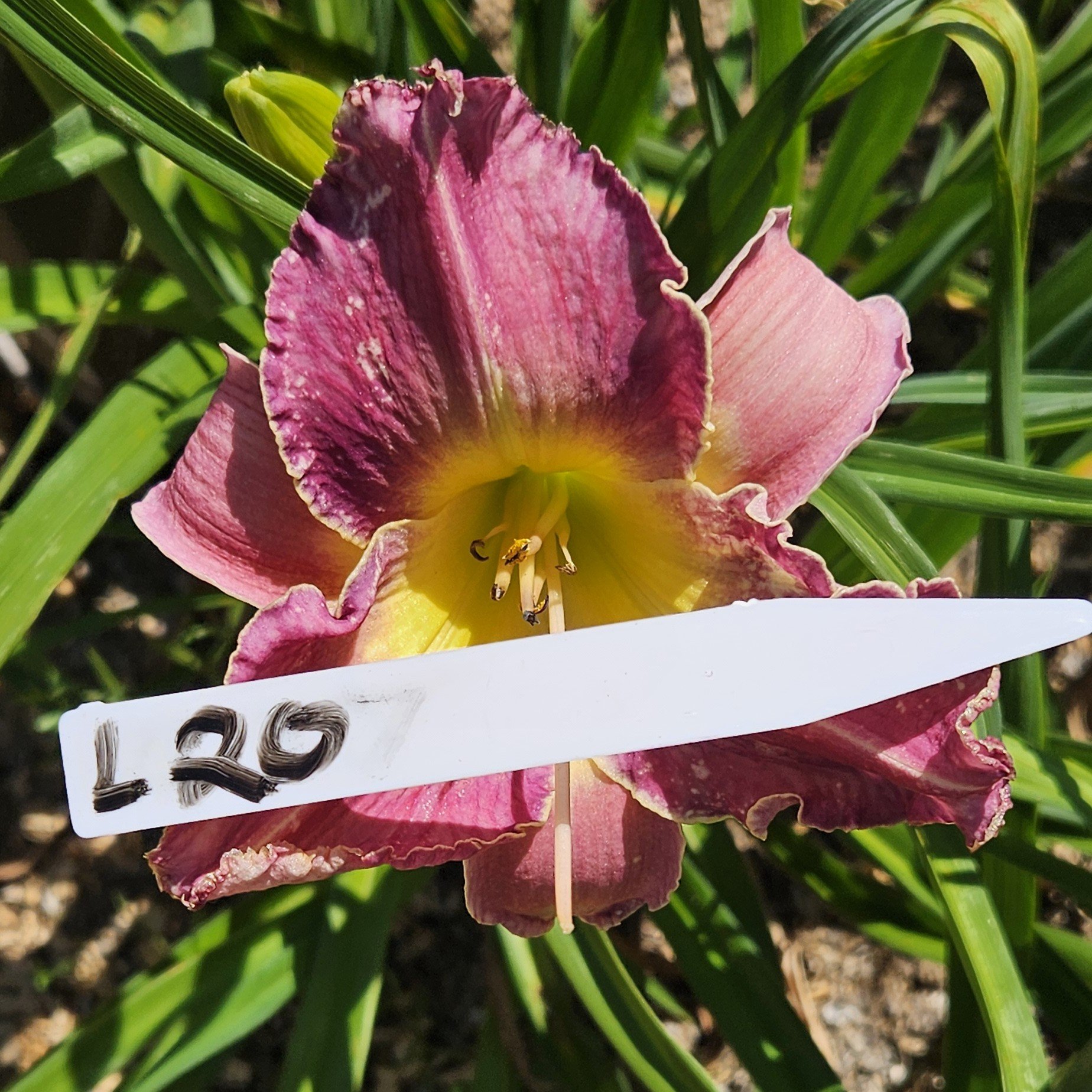 SEEDLING L 20.jpg