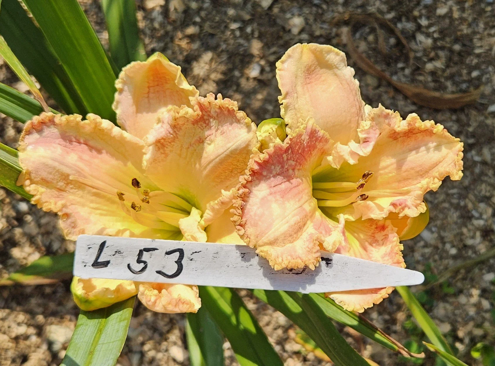 L 53.jpg
