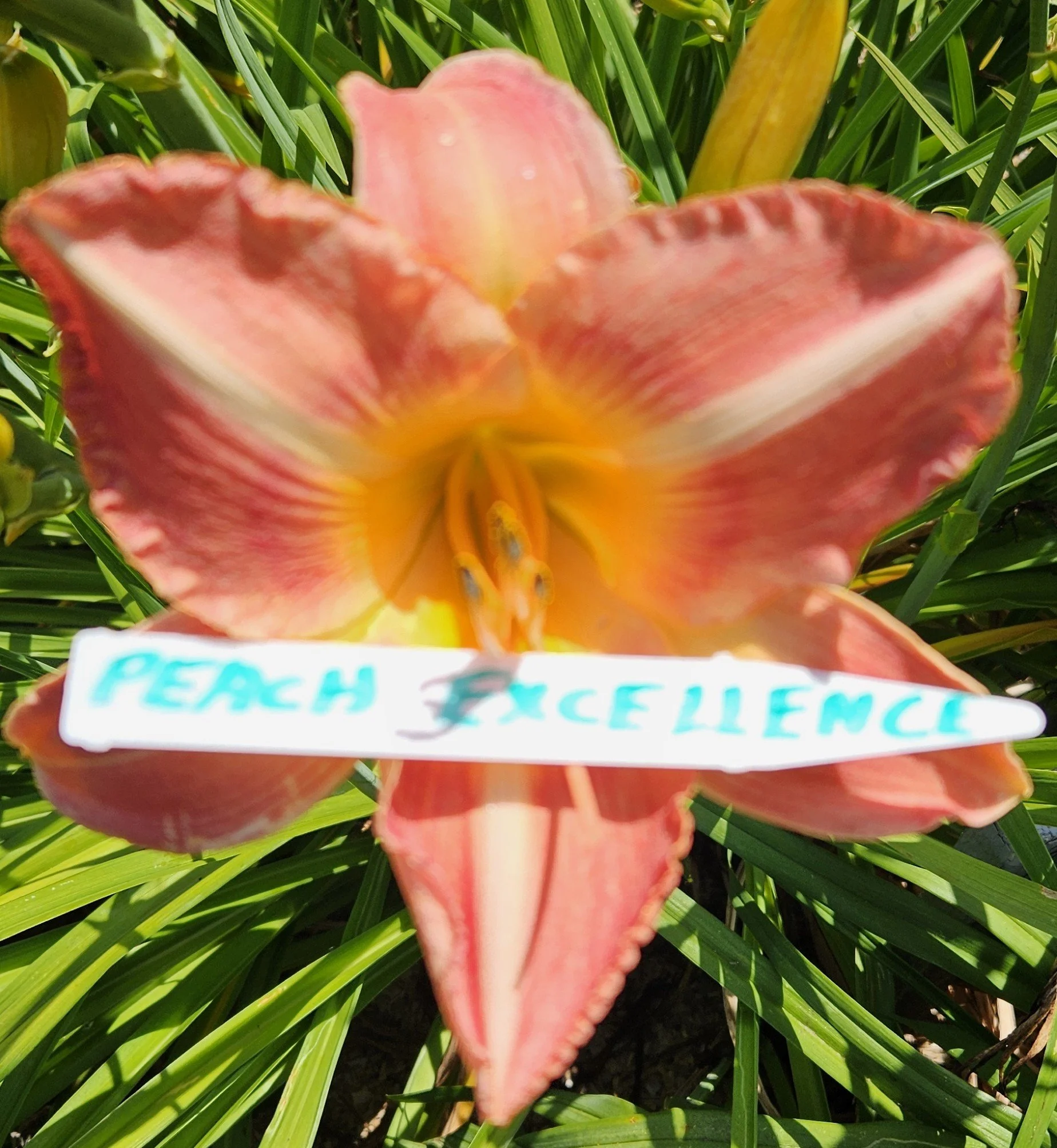 PEACH EXCELLENCE.jpg