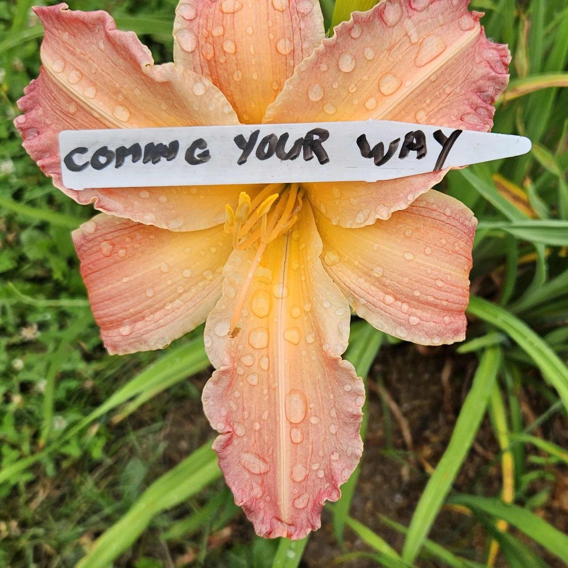 COMING YOUR WAY.jpg