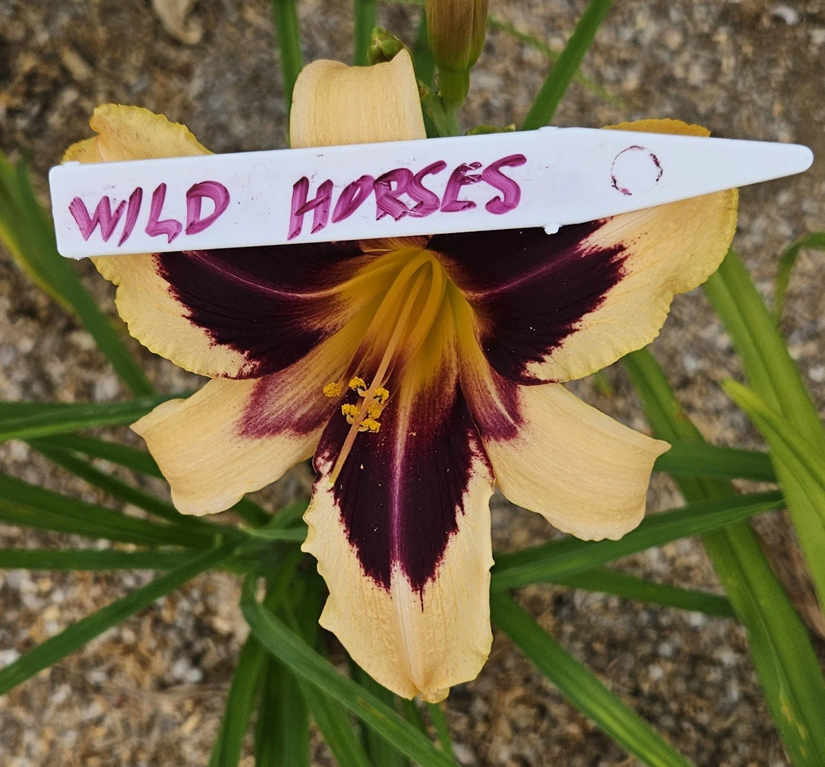 WILD HORSES.jpg