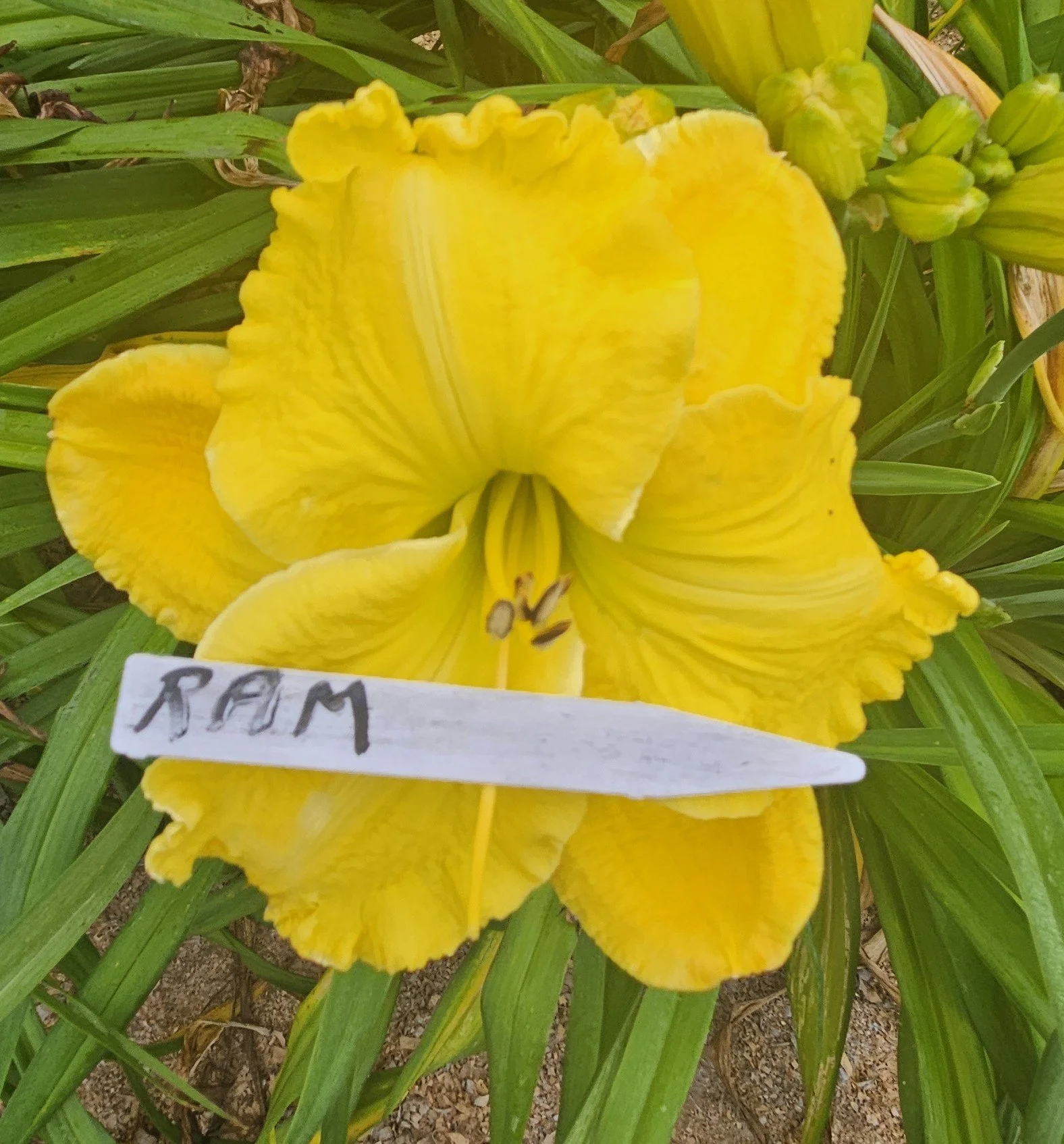 RAM.jpg