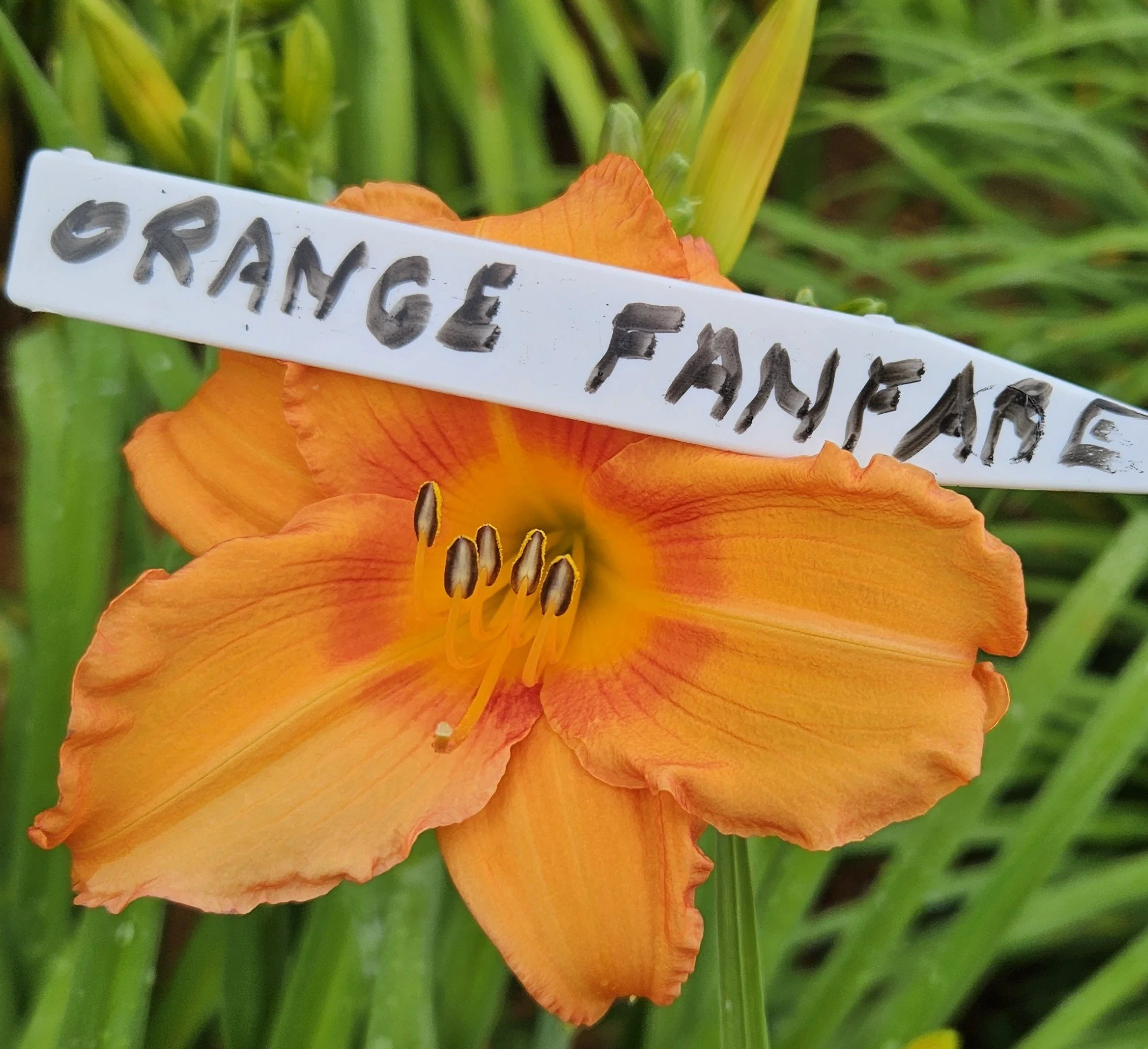 Orange Fanfare