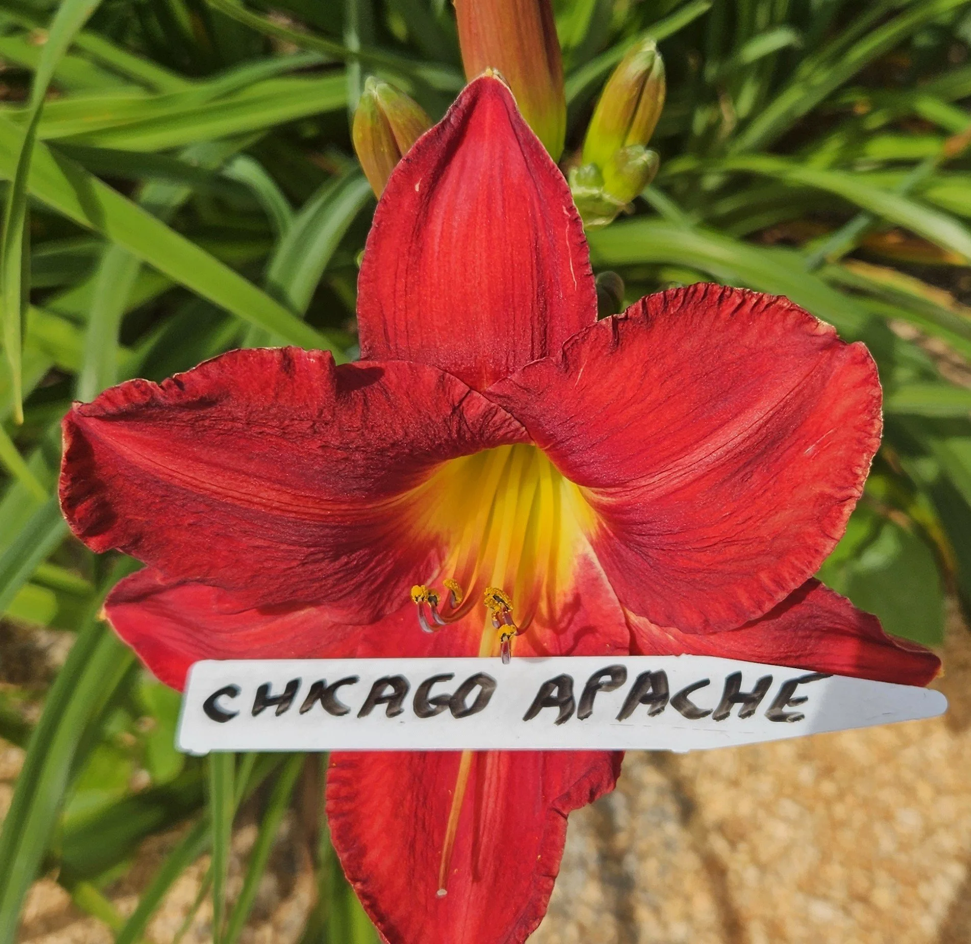 Chicago Apache