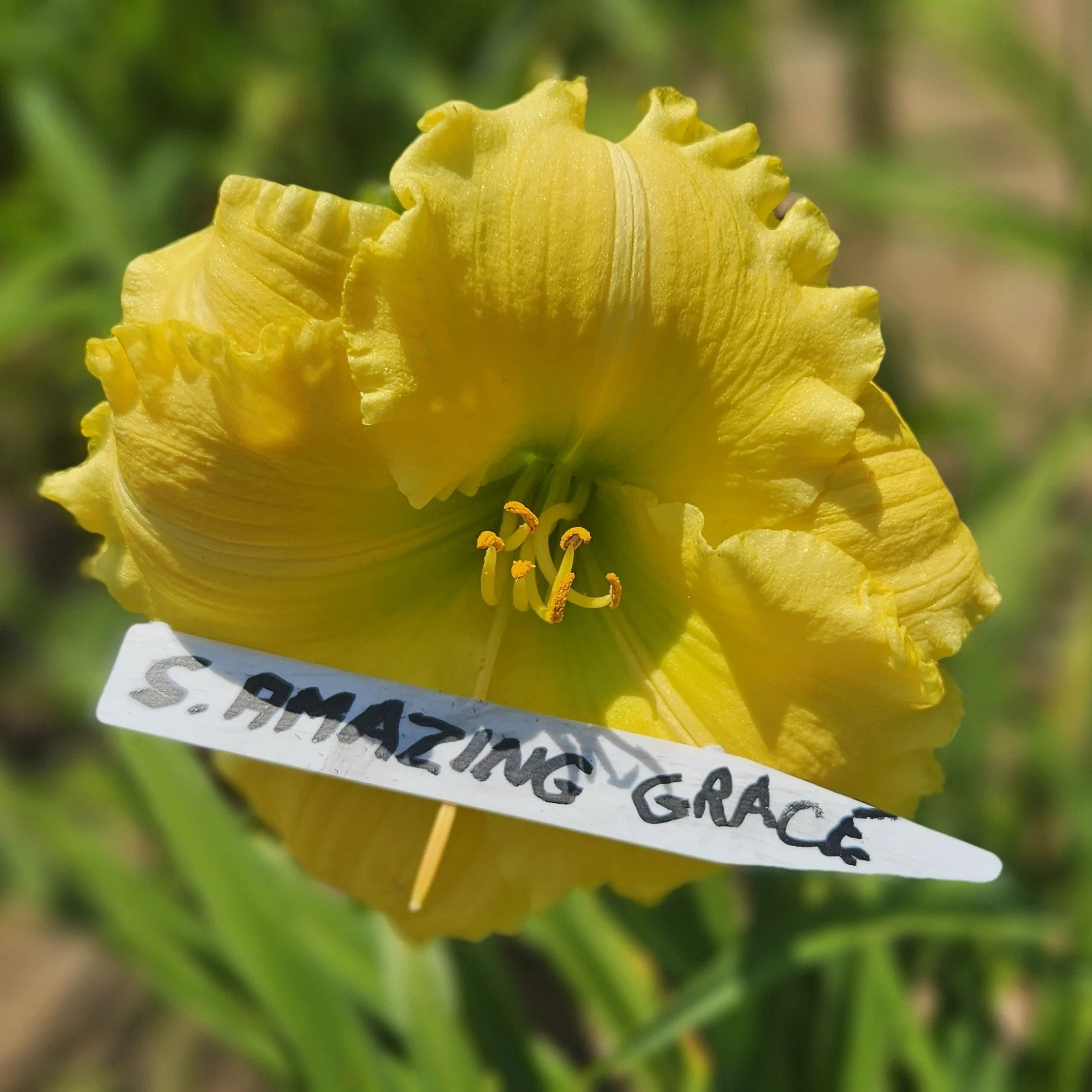 Siloam Amazing Grace