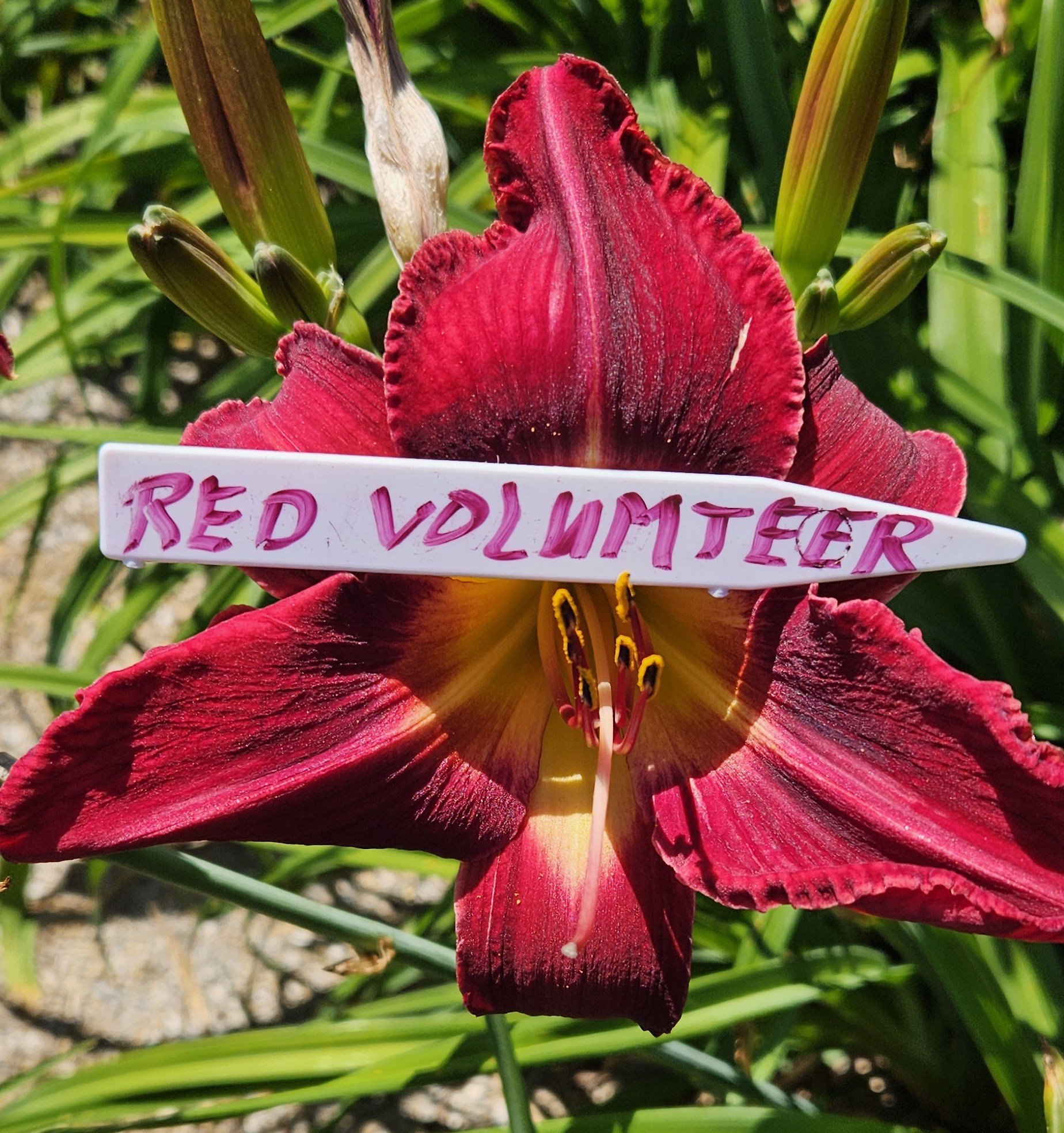 Red Volunteer