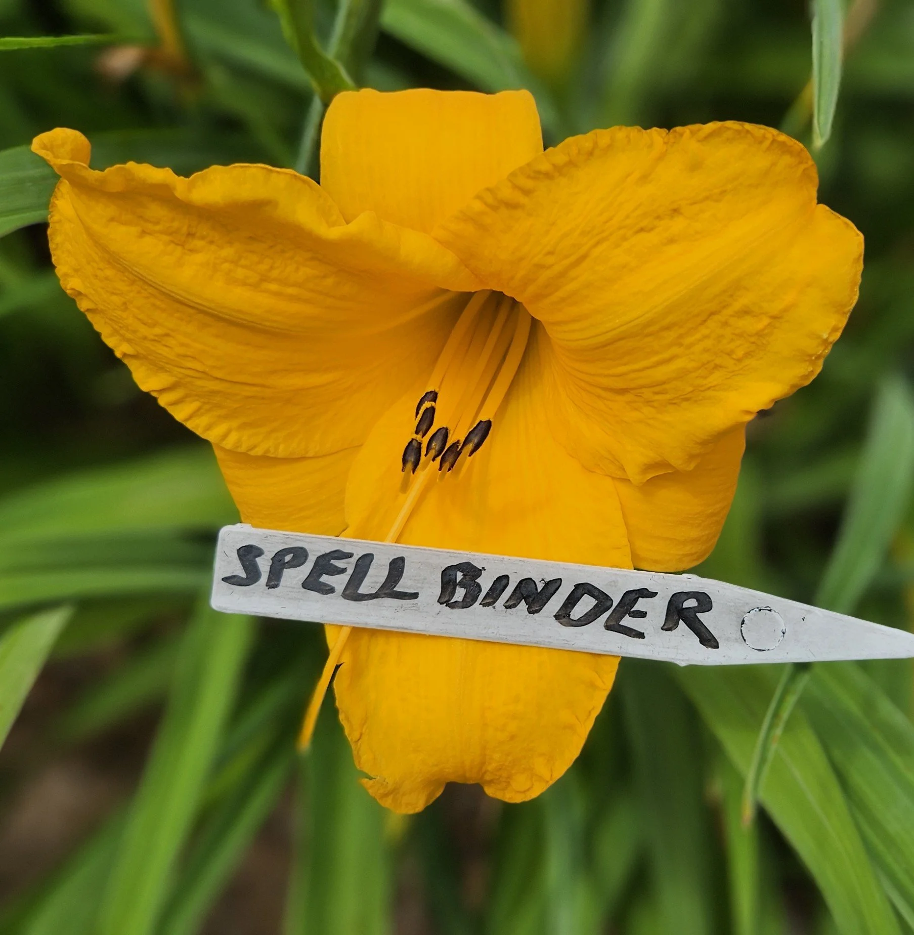 Spellbinder