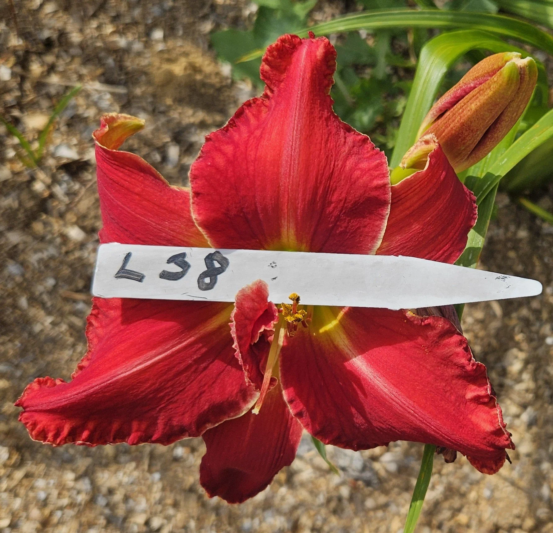 L 38.jpg