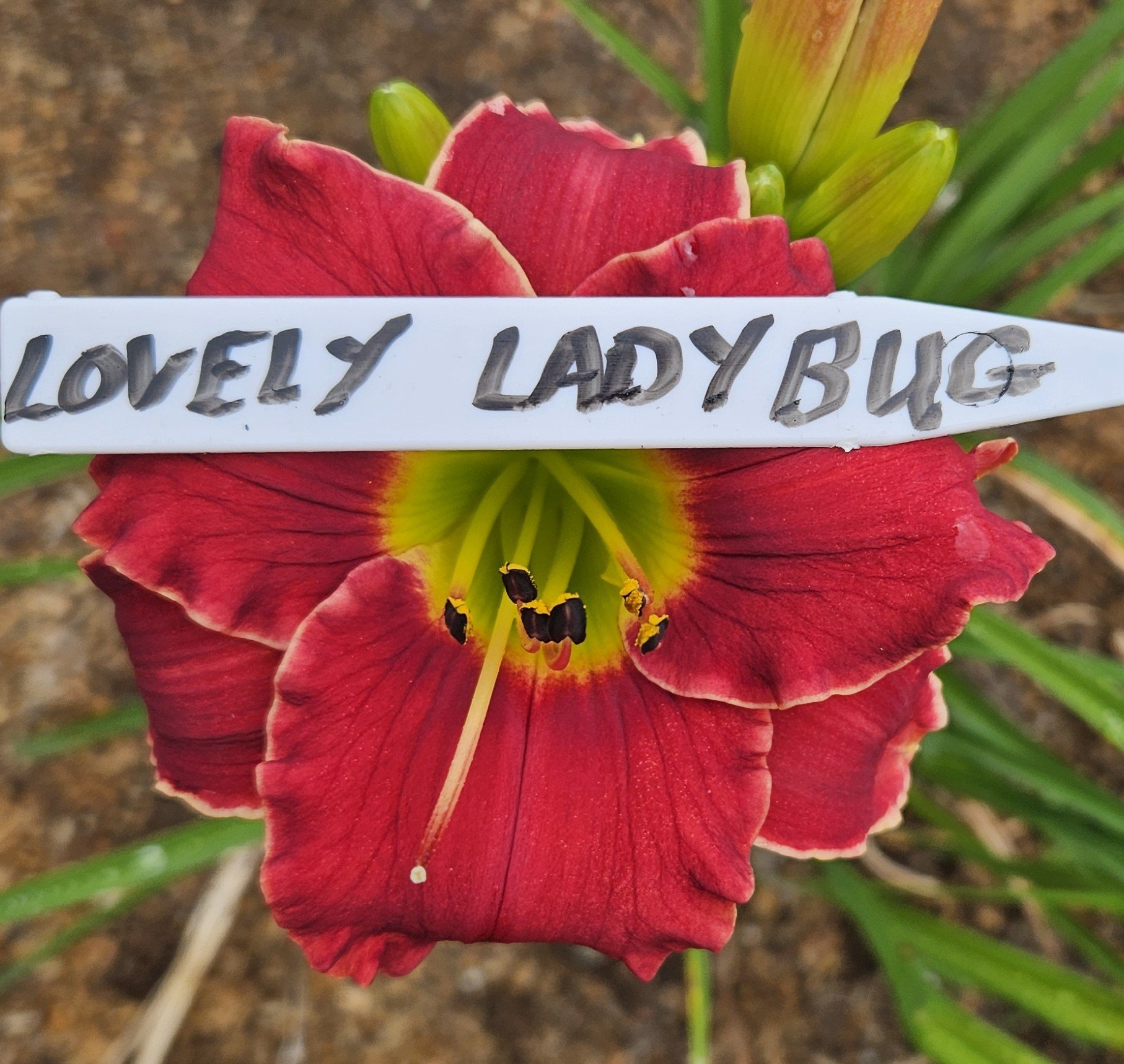 Lovely Ladybug