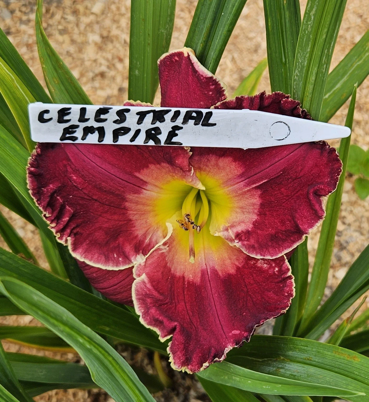 CELESTIAL EMPIRE.jpg