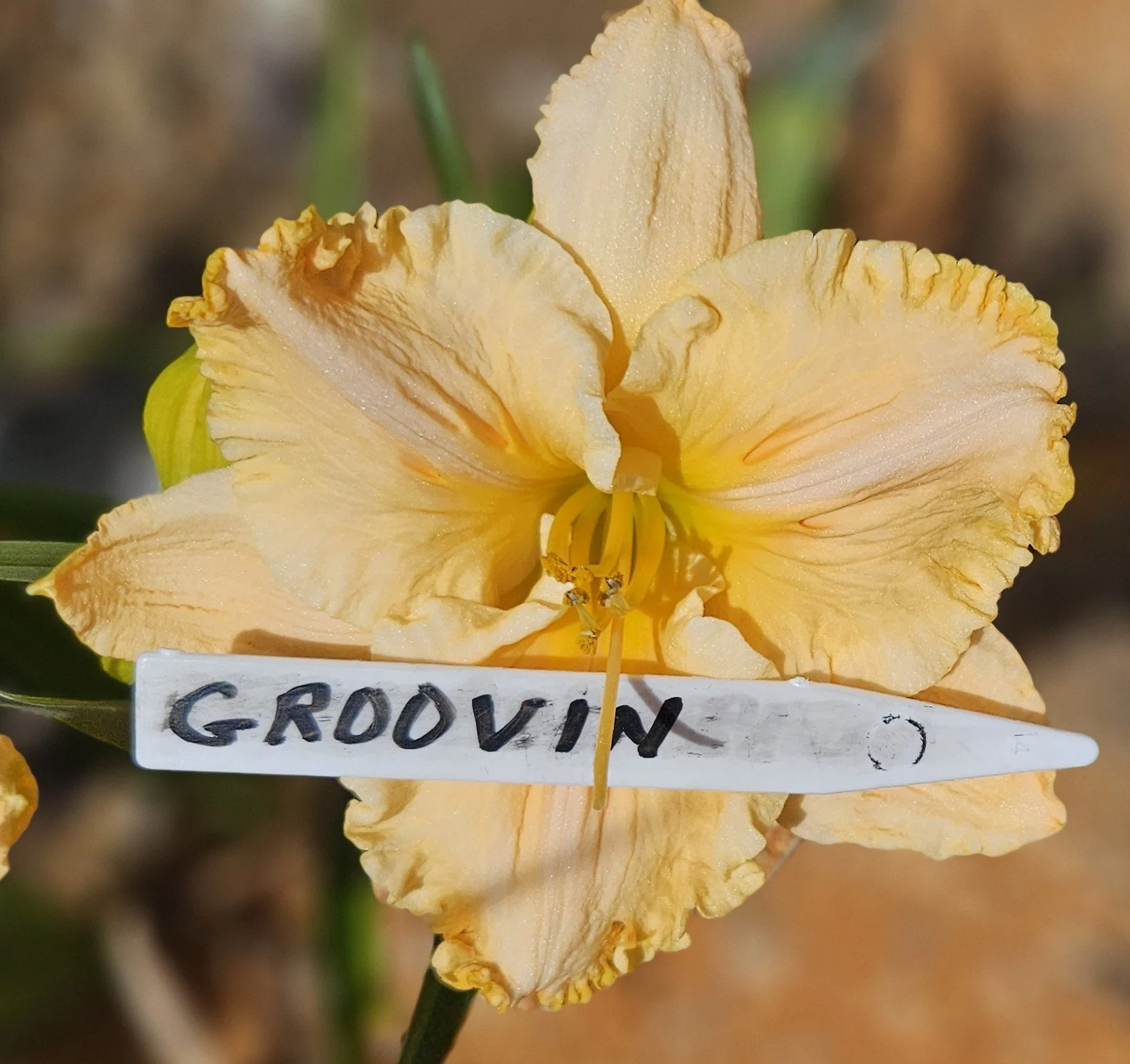 groovin.jpg