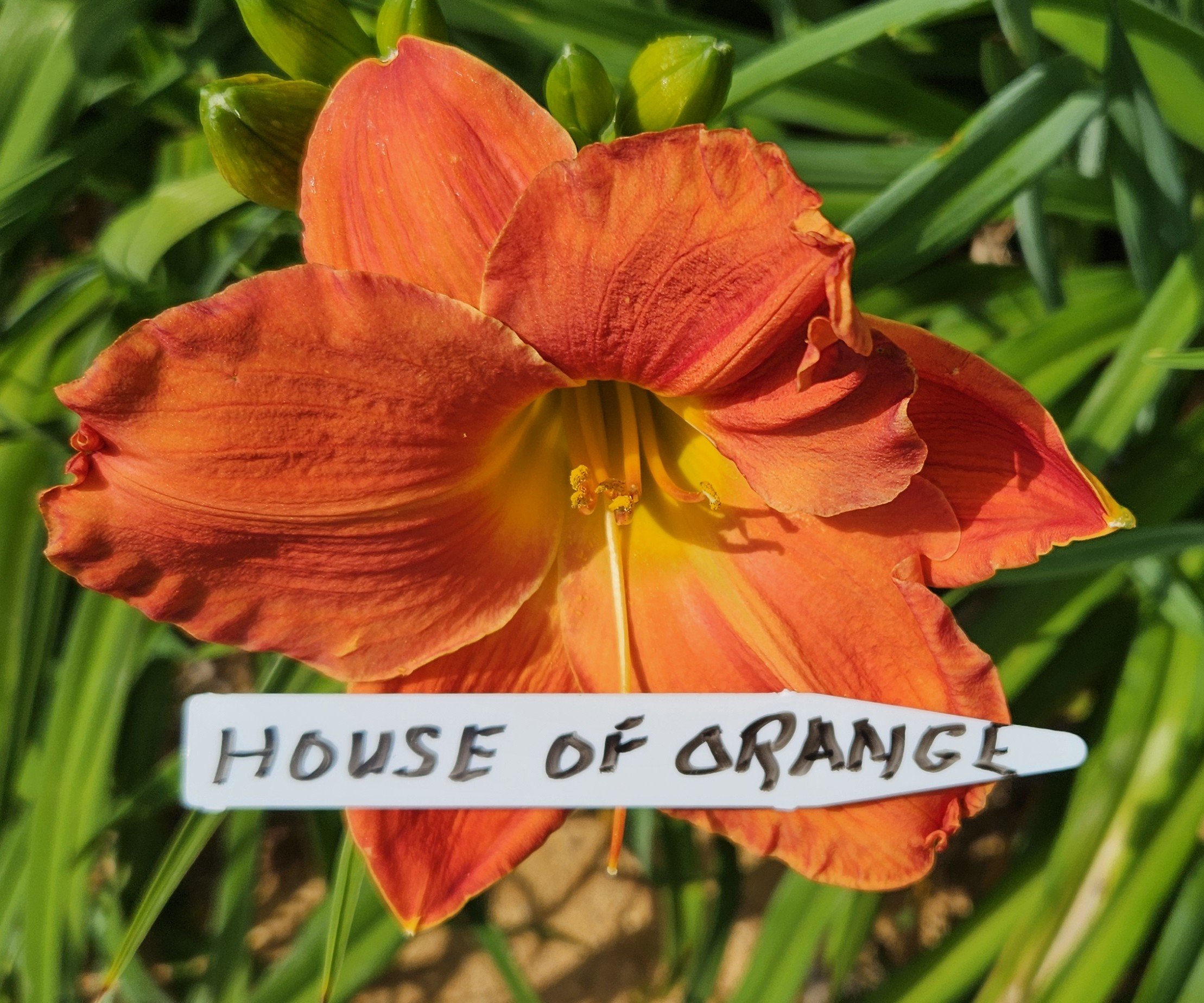 House of Orange
