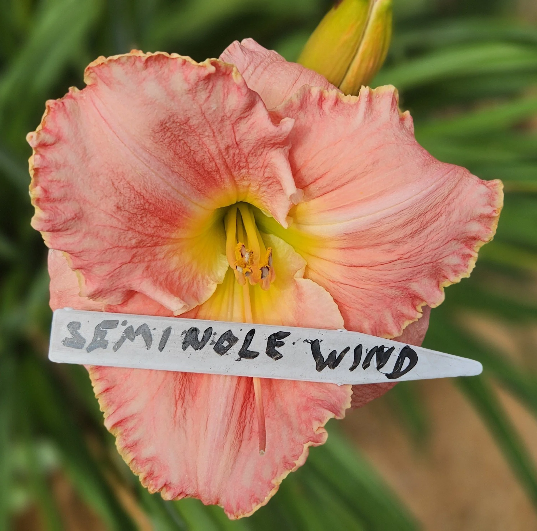 Seminole Wind