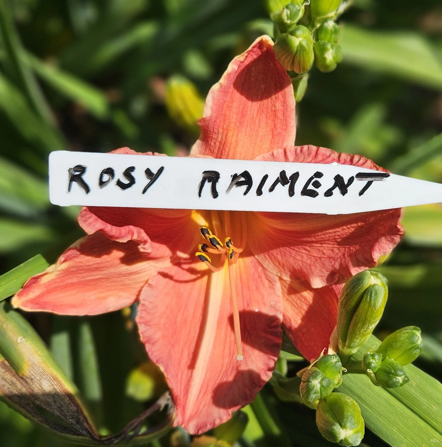 Rosy Raiment