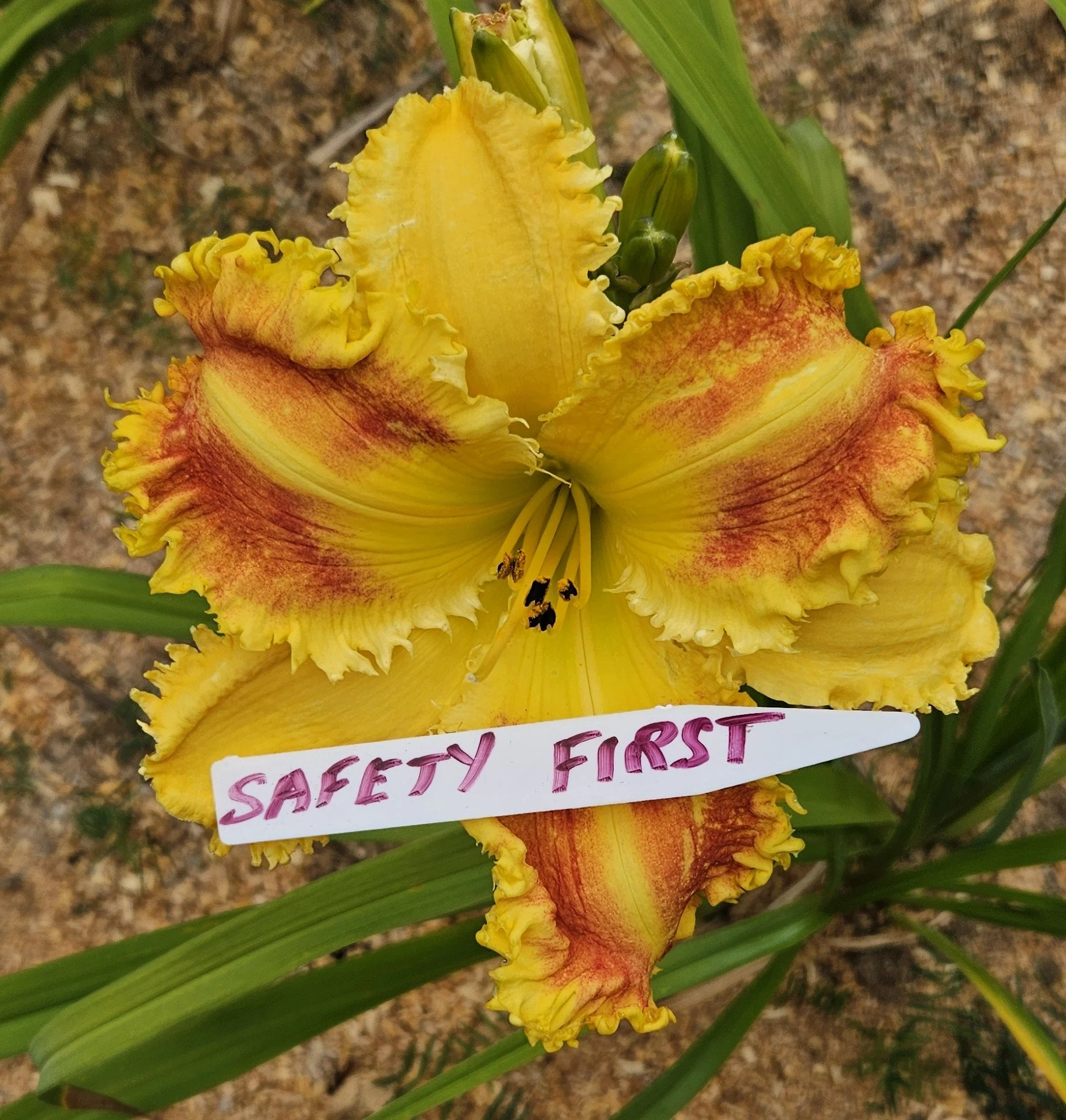 SAFETY FIRST.jpg