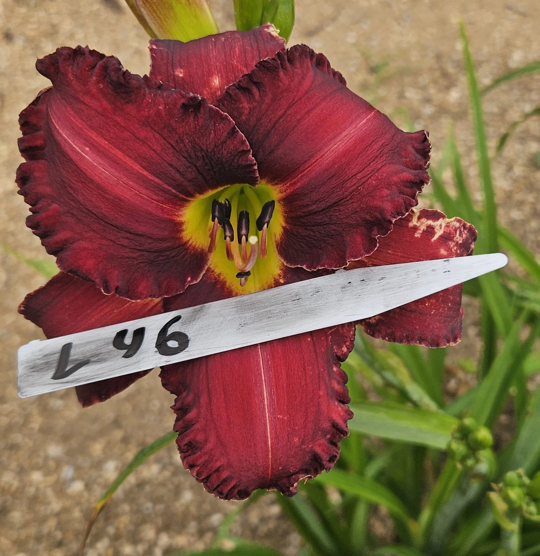 L 46.jpg