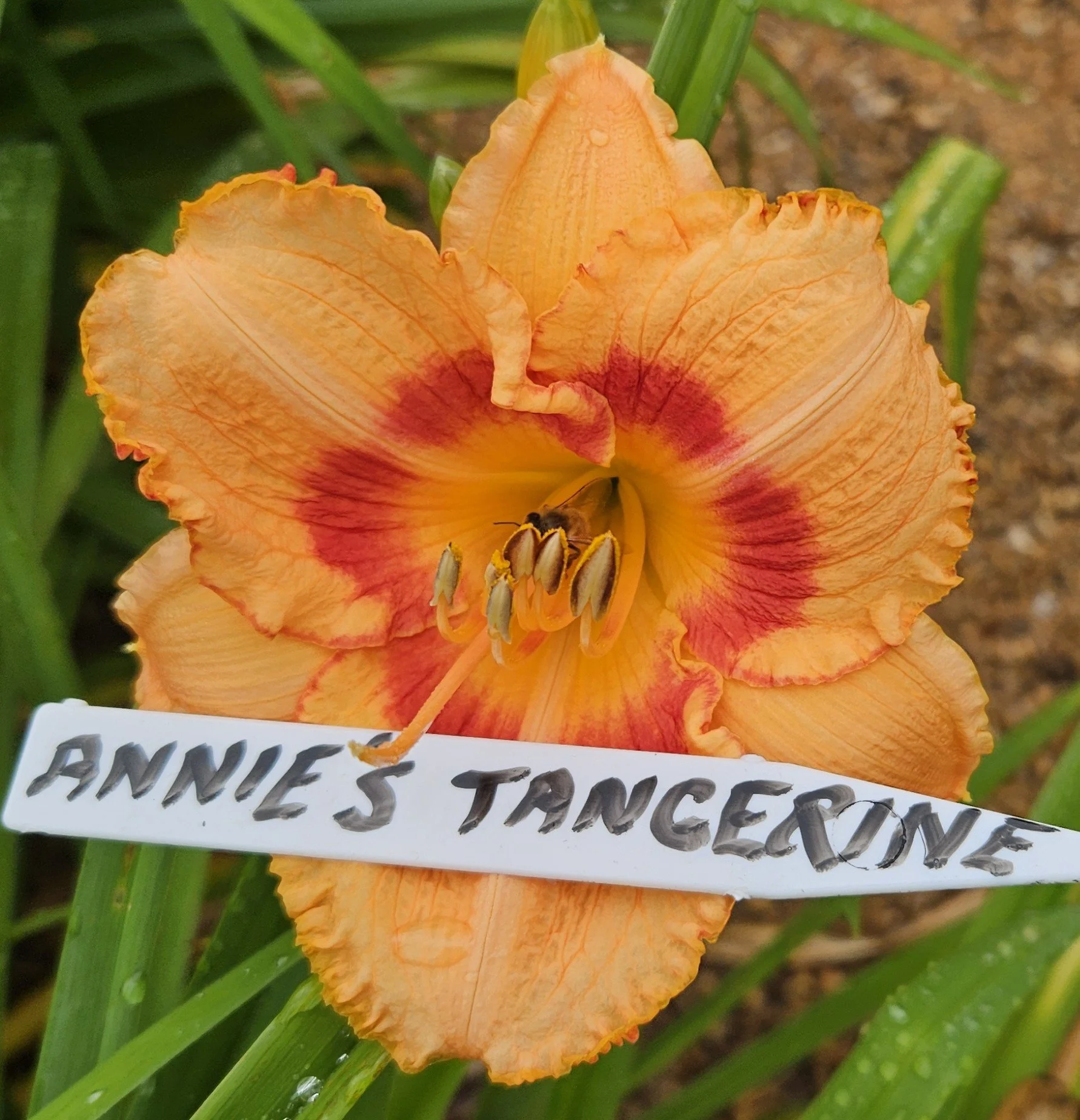 Annie's Tangerine