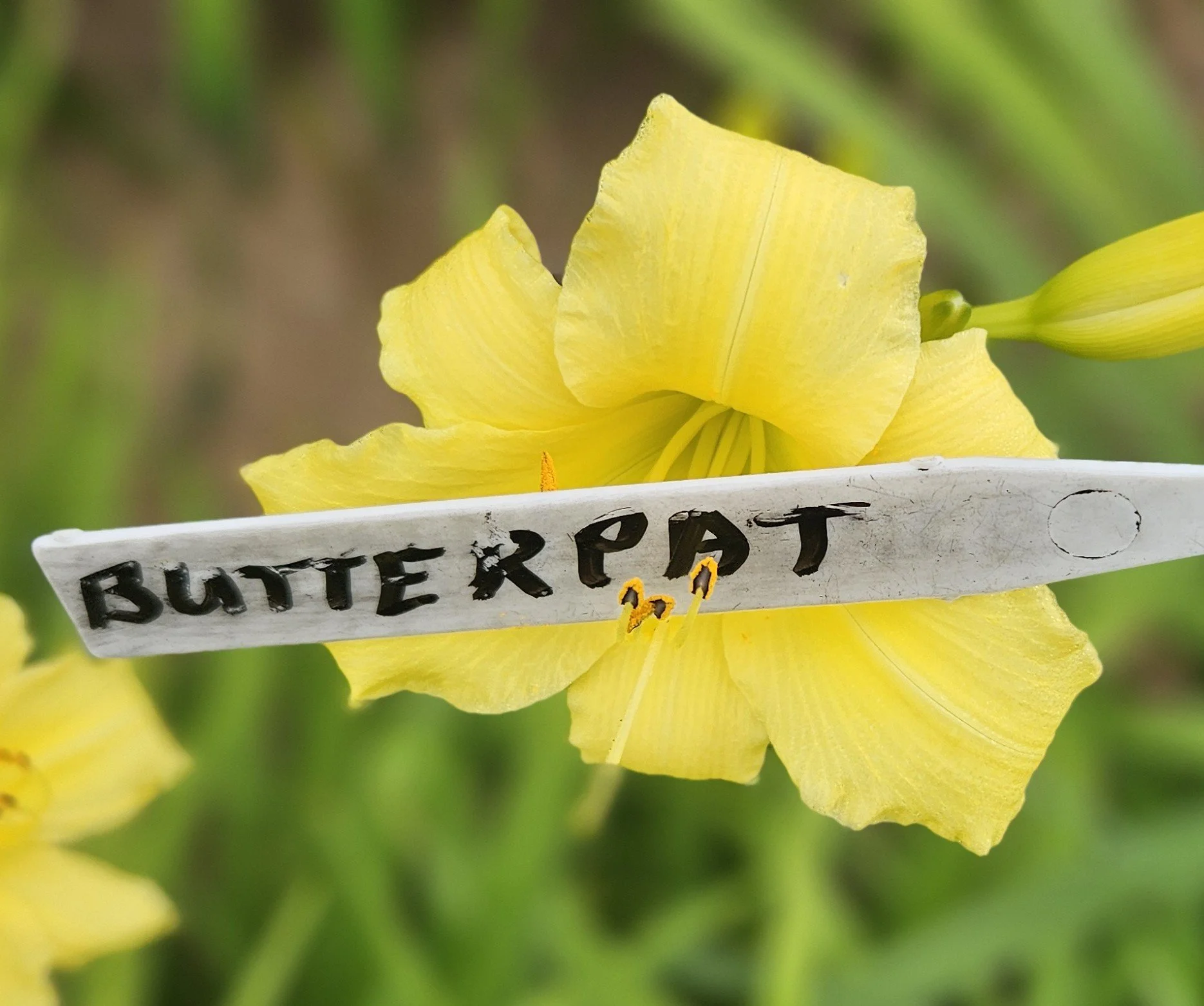 BUTTERPAT.jpg