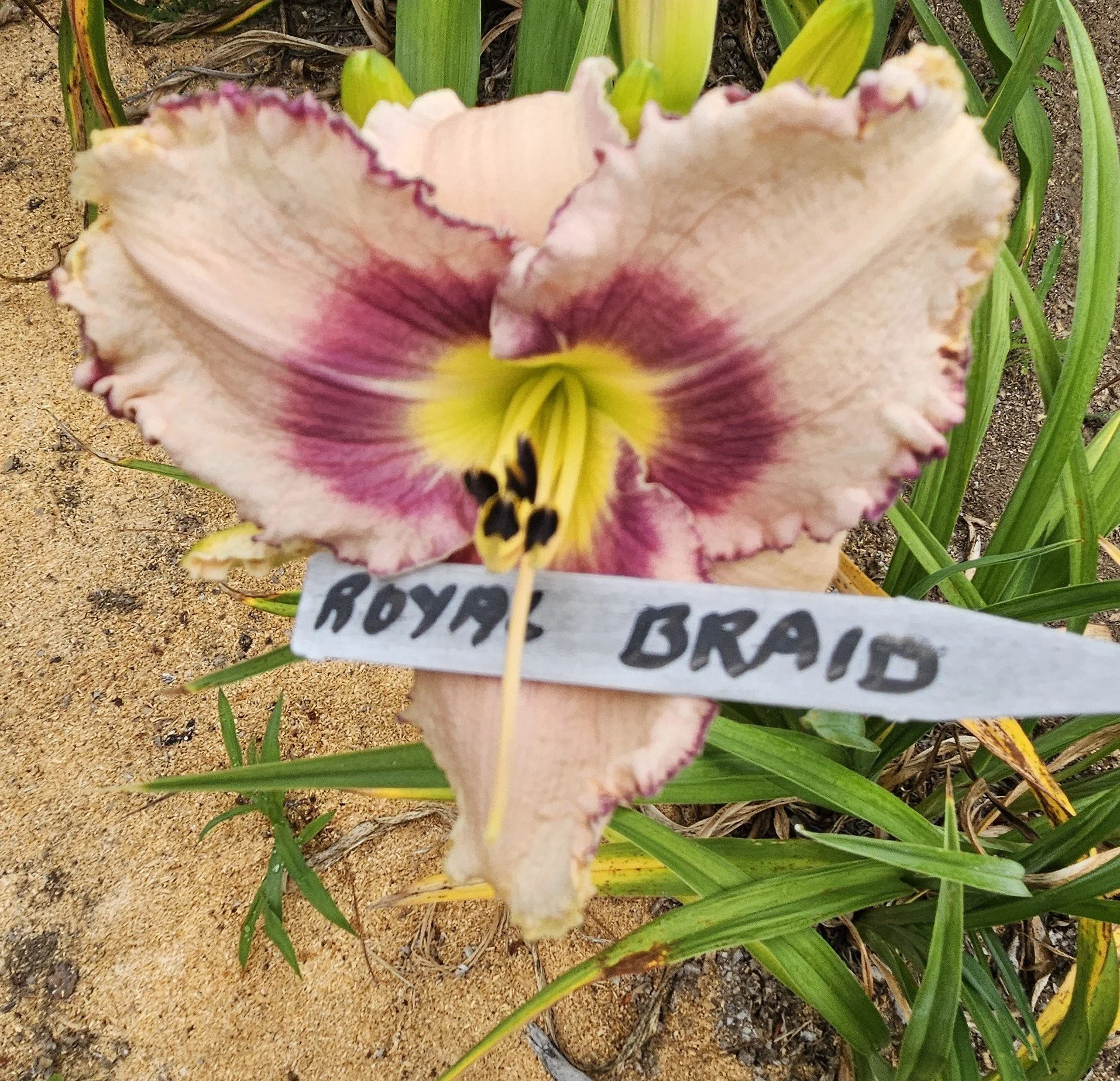 Royal Braid