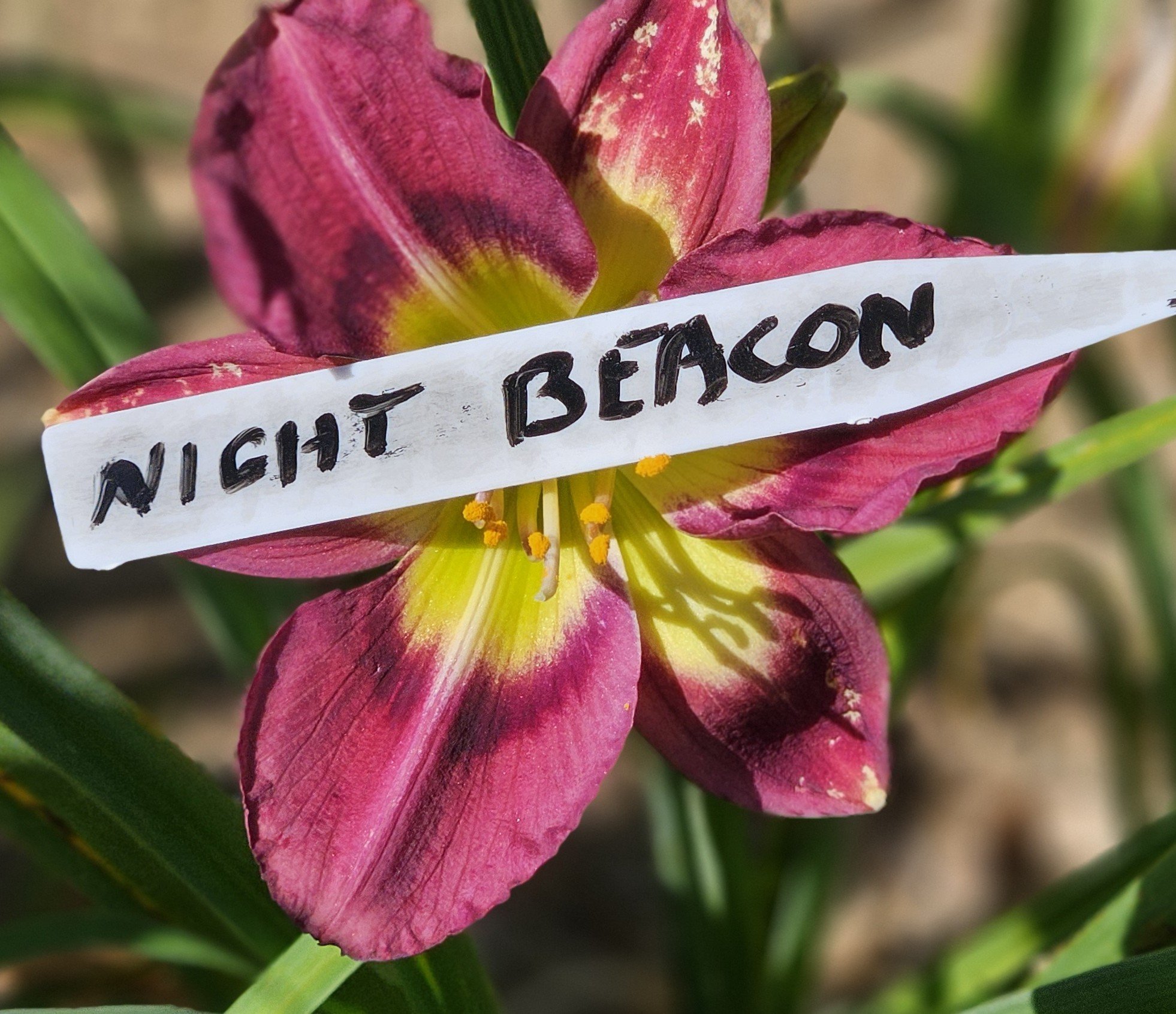 NIGHT BEACON.jpg