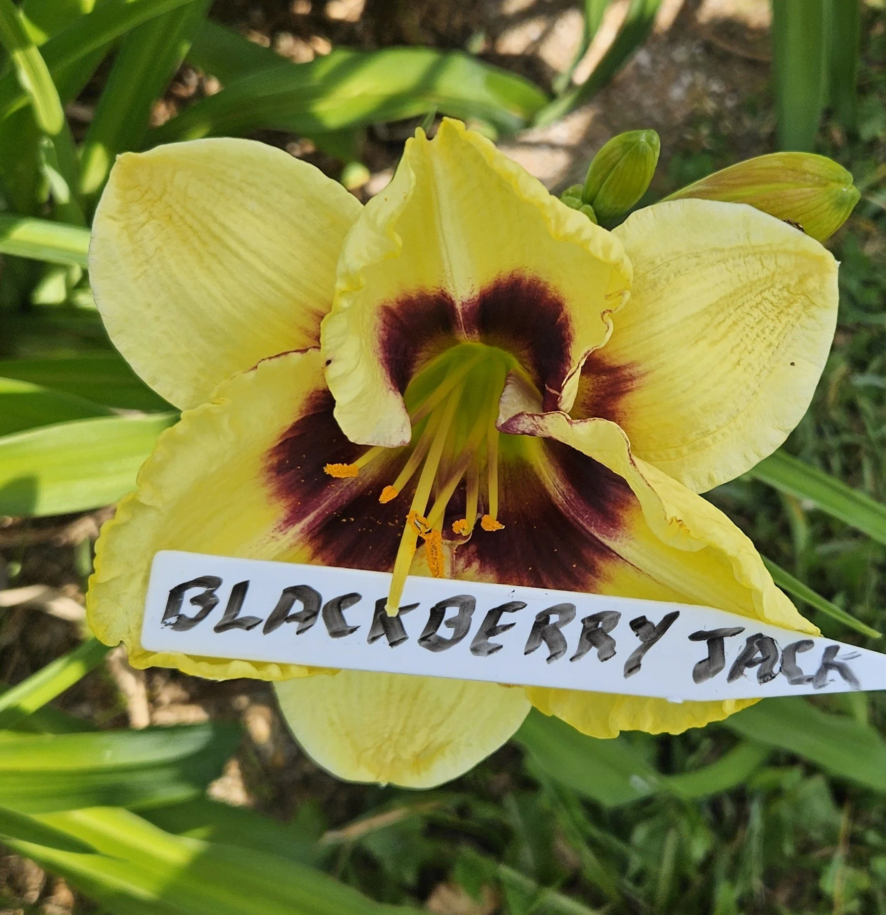 BLACKBERRY JACK.jpg