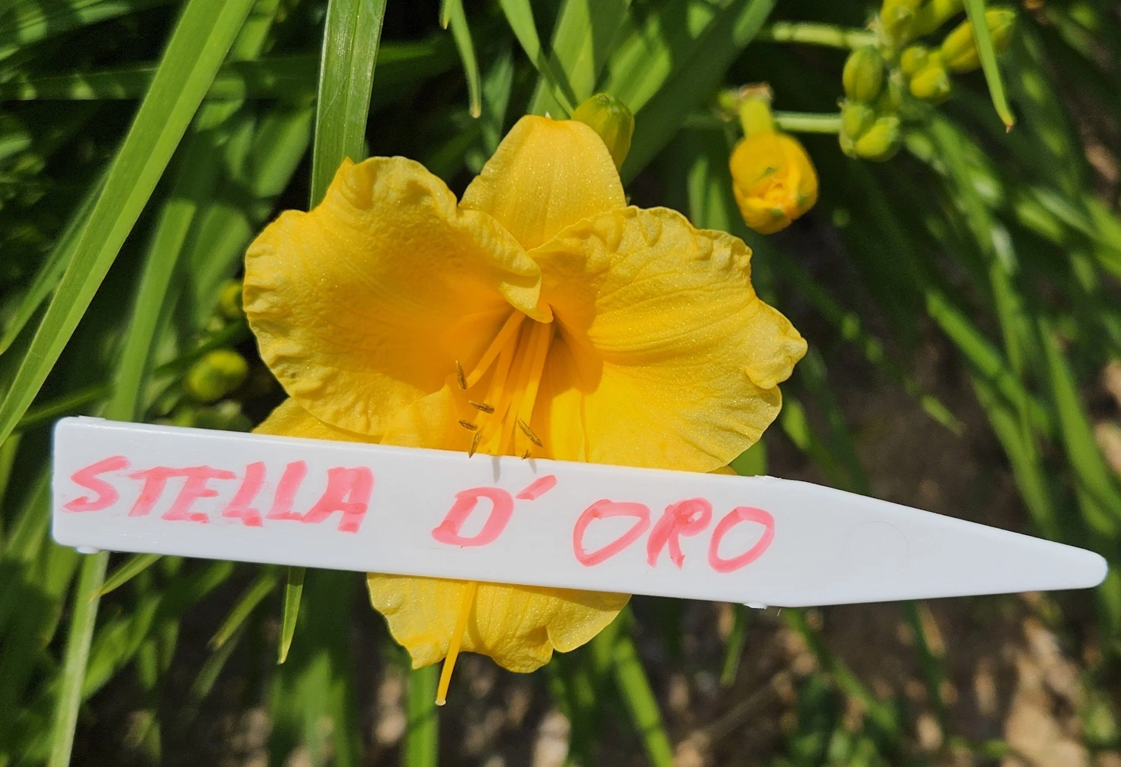 STELLA D' ORO.jpg