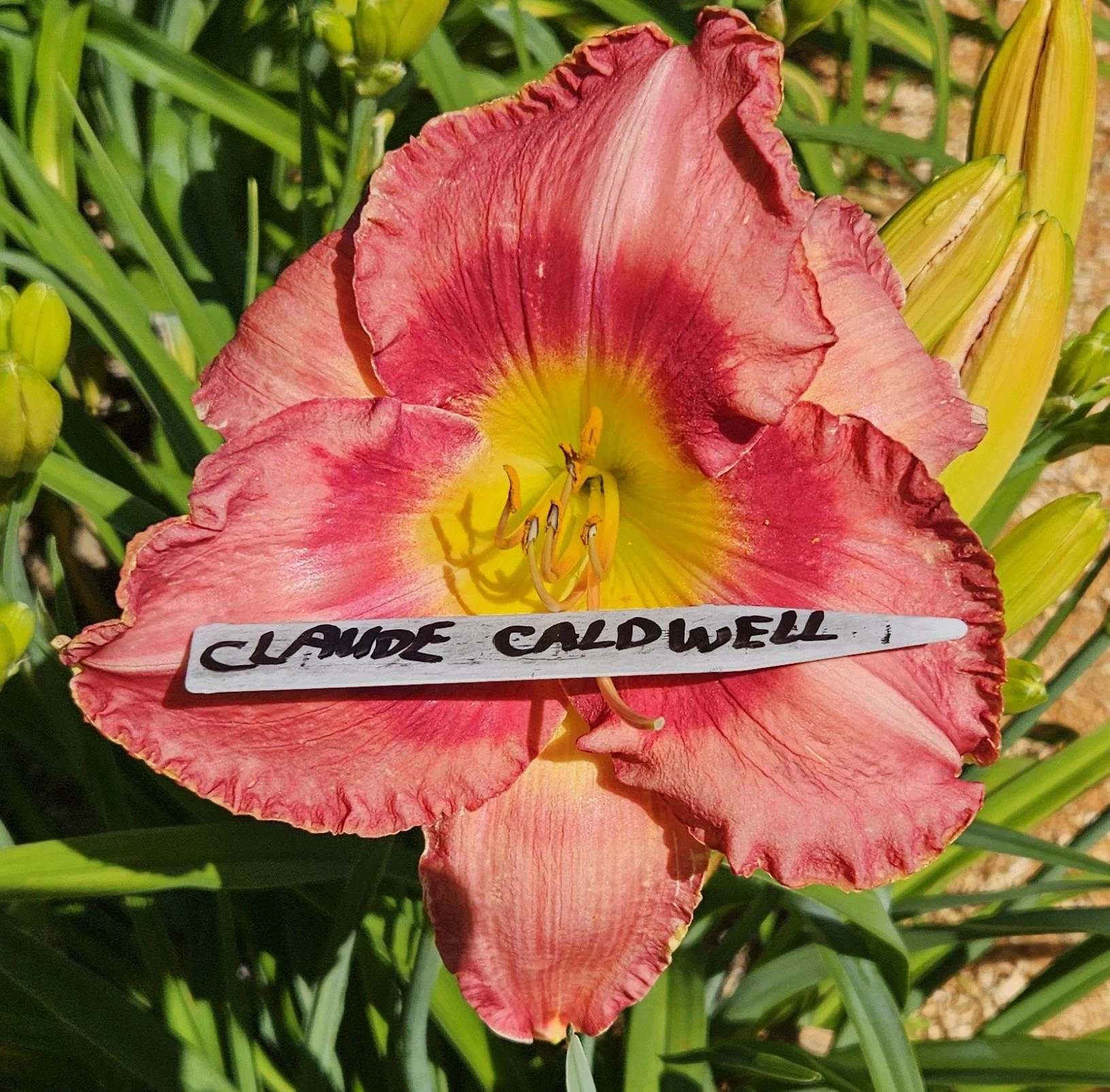 Claude Caldwell Memorial