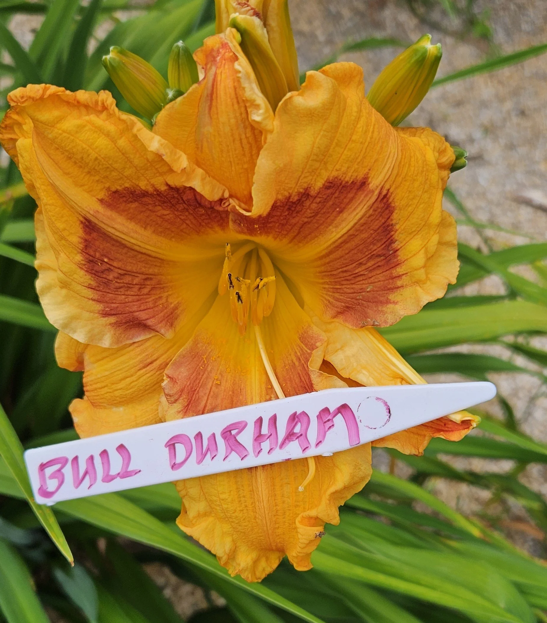BULL DURHAM.jpg