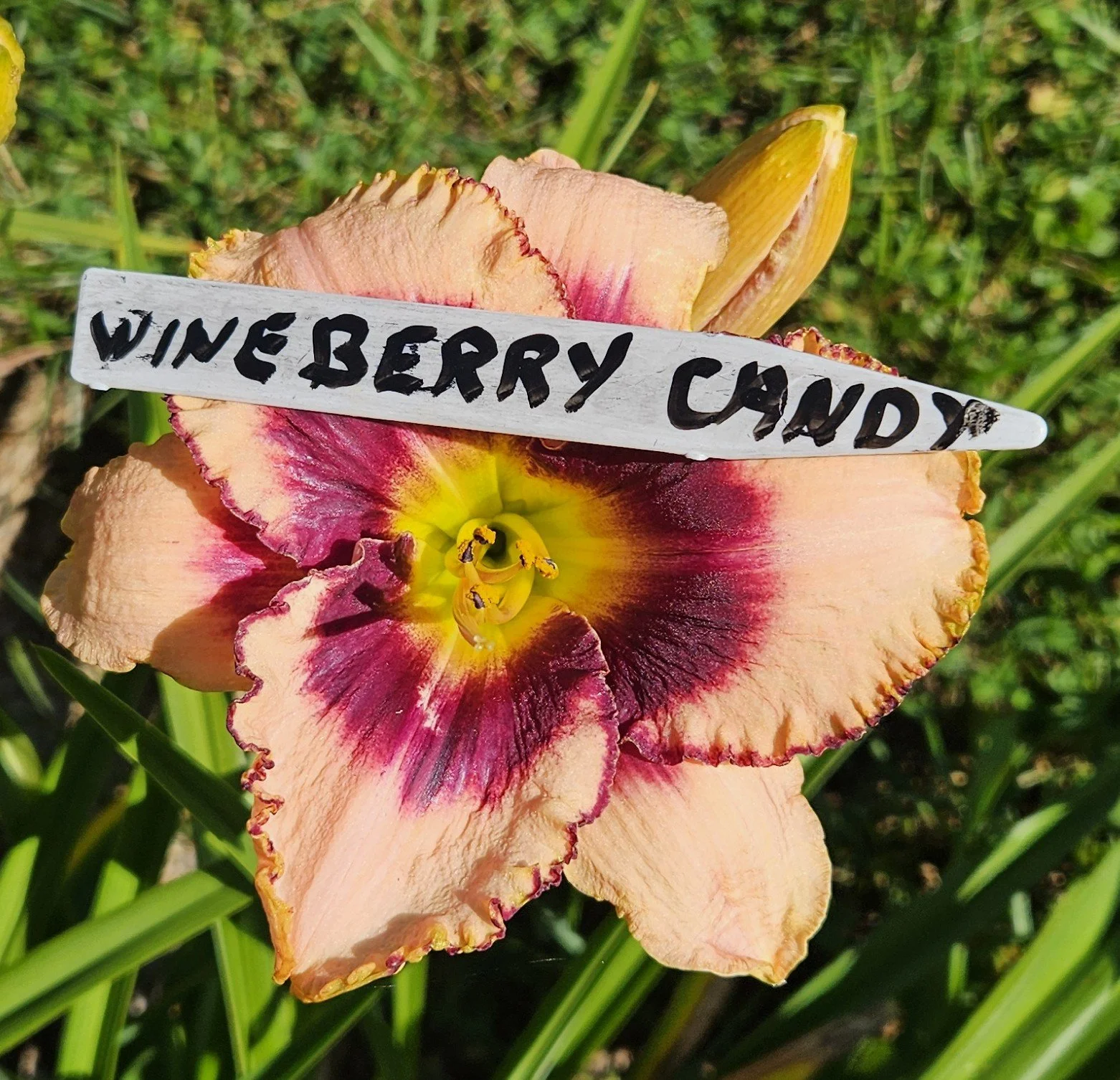 Wineberry Candy