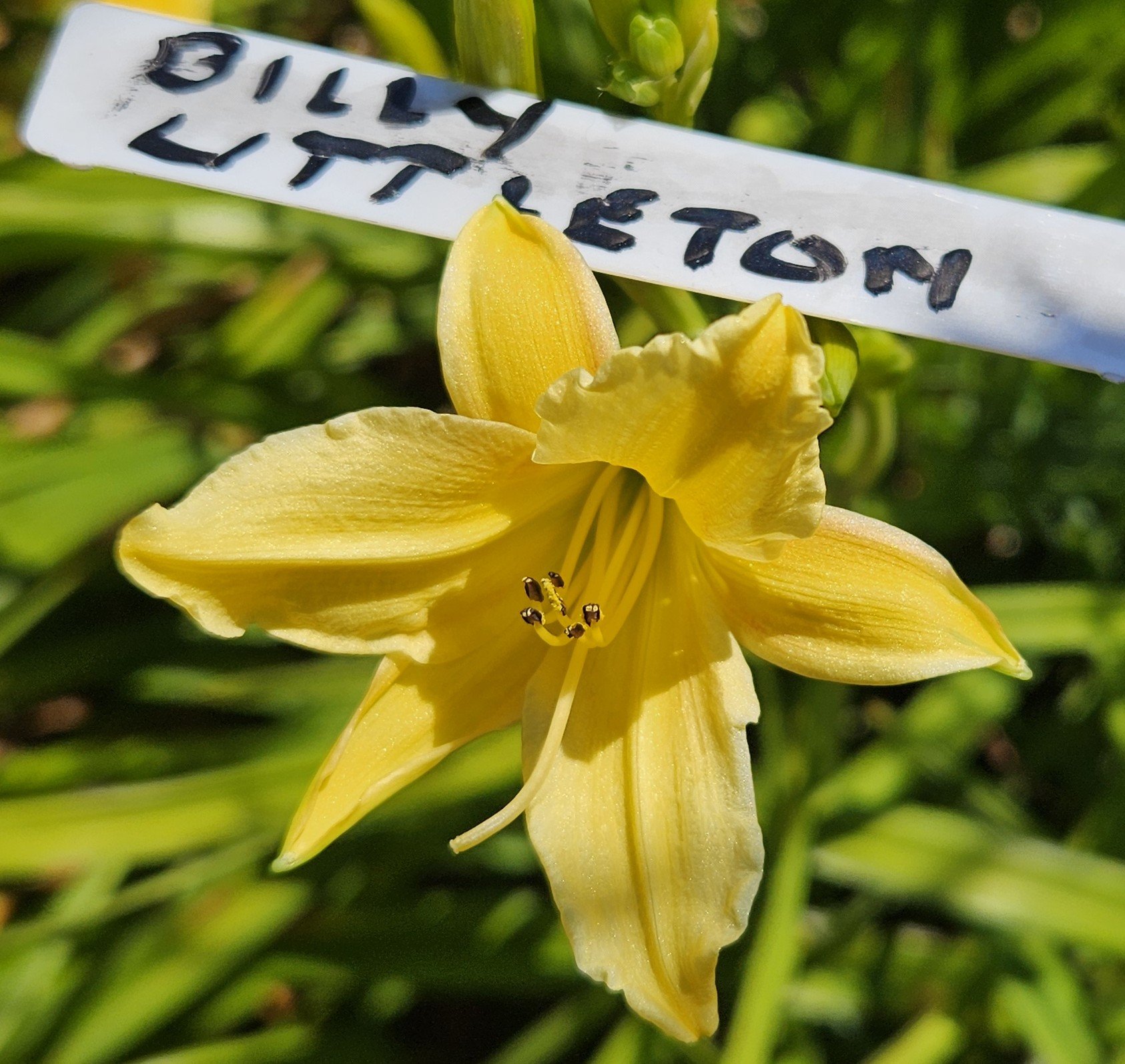 BILLIE LITTLETON.jpg