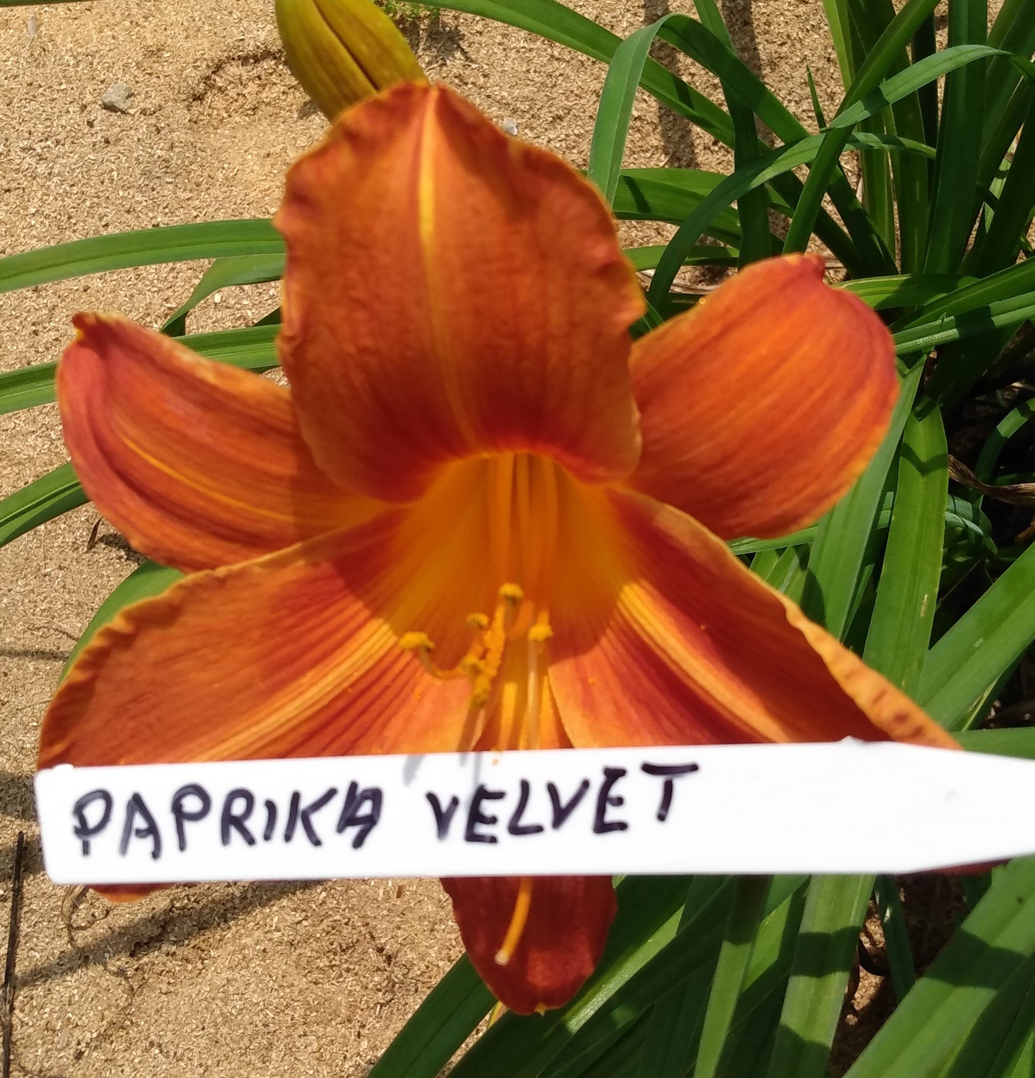 Paprika Velvet
