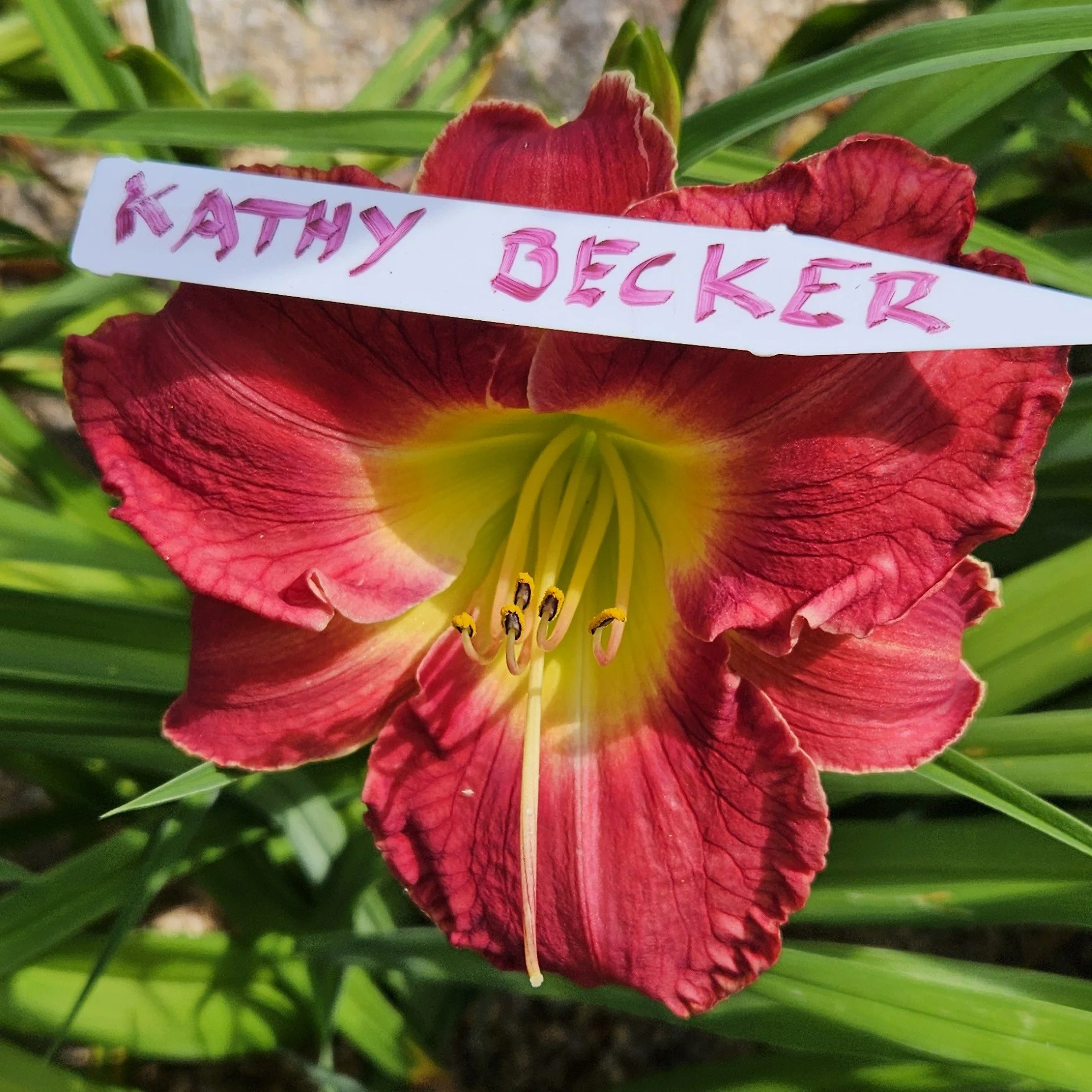 Kathy  Becker