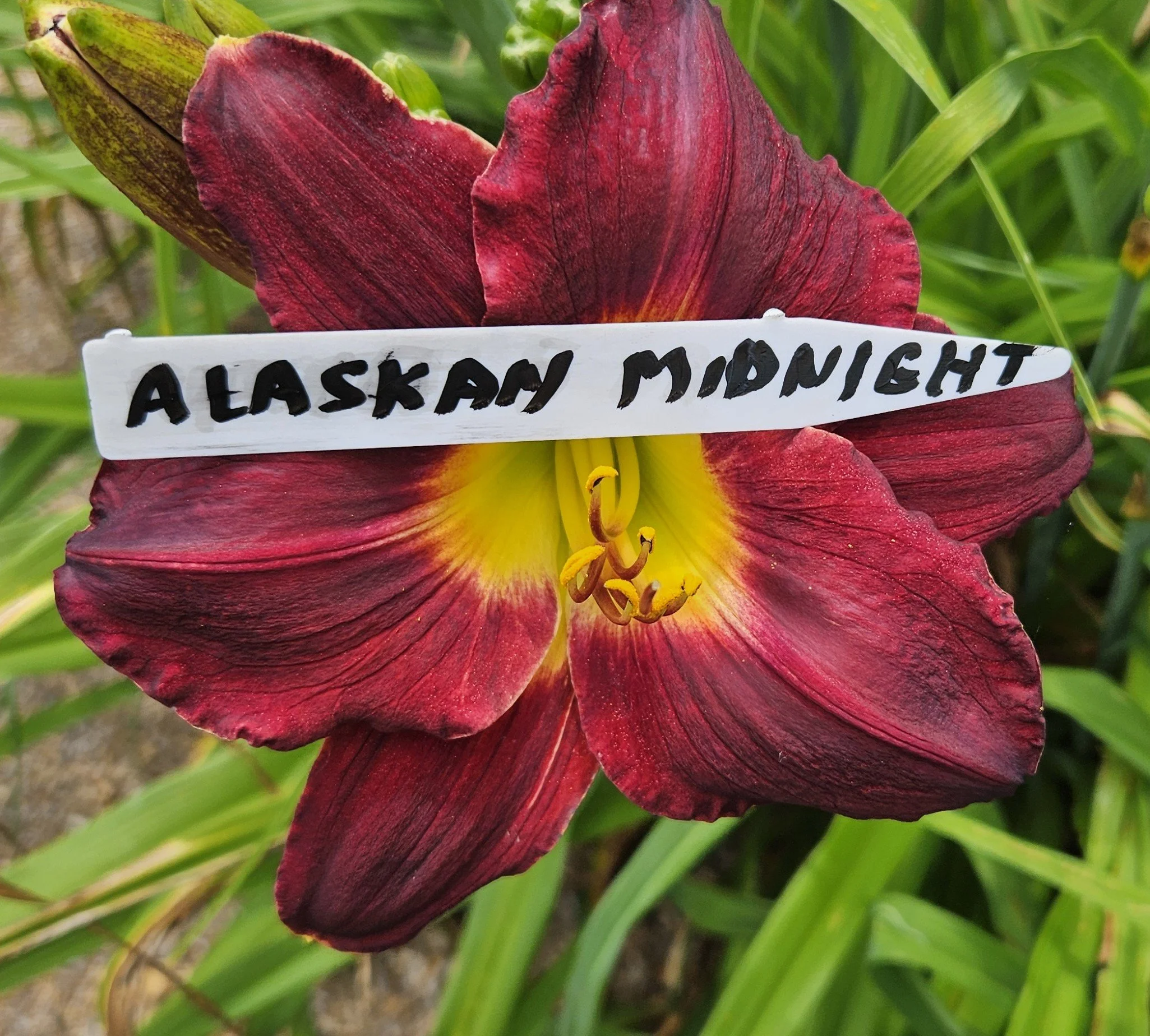Alaskan Midnight