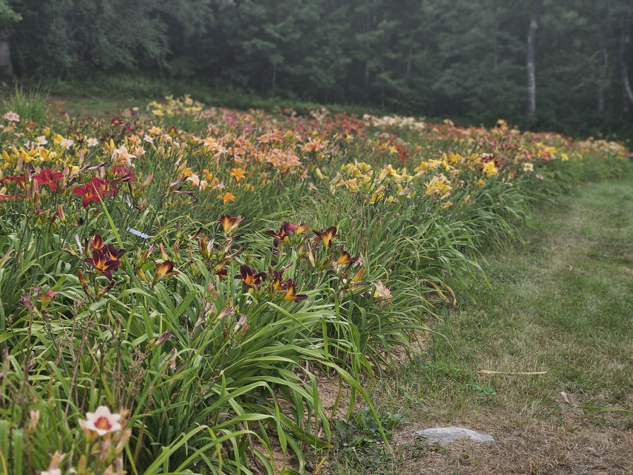 daylily bed.jpg