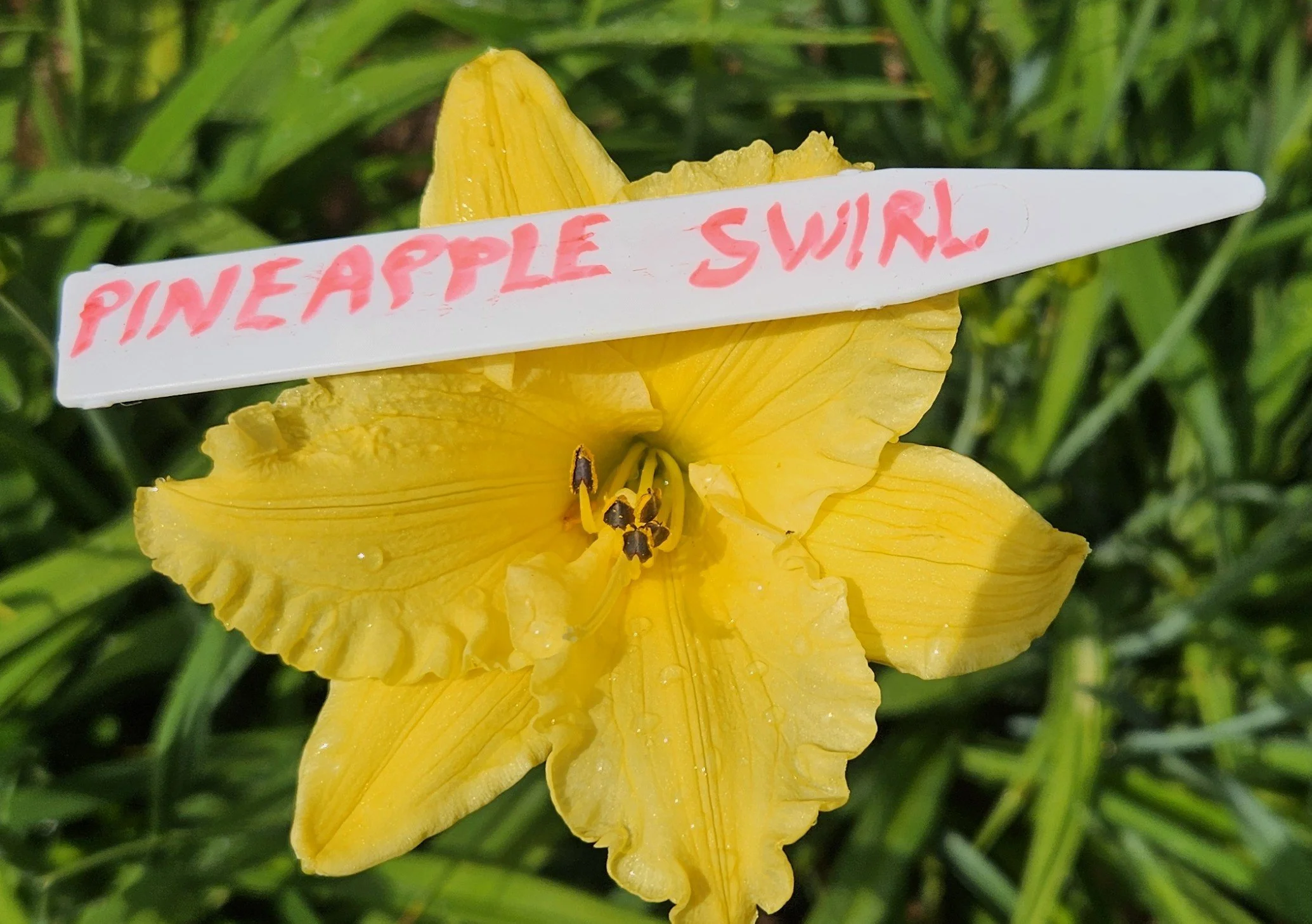 PINEAPPLE SWIRL.jpg