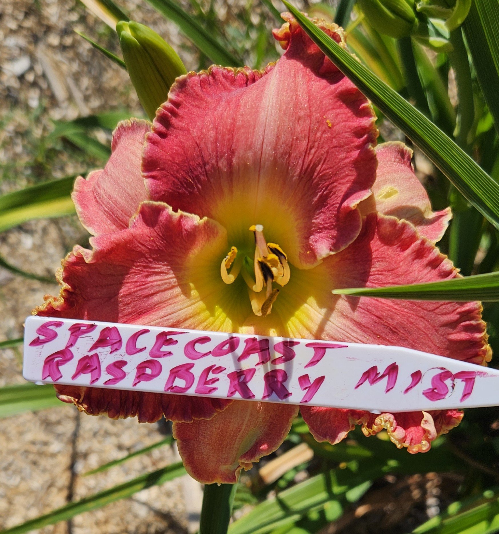 Spacecoast Raspberry Mist