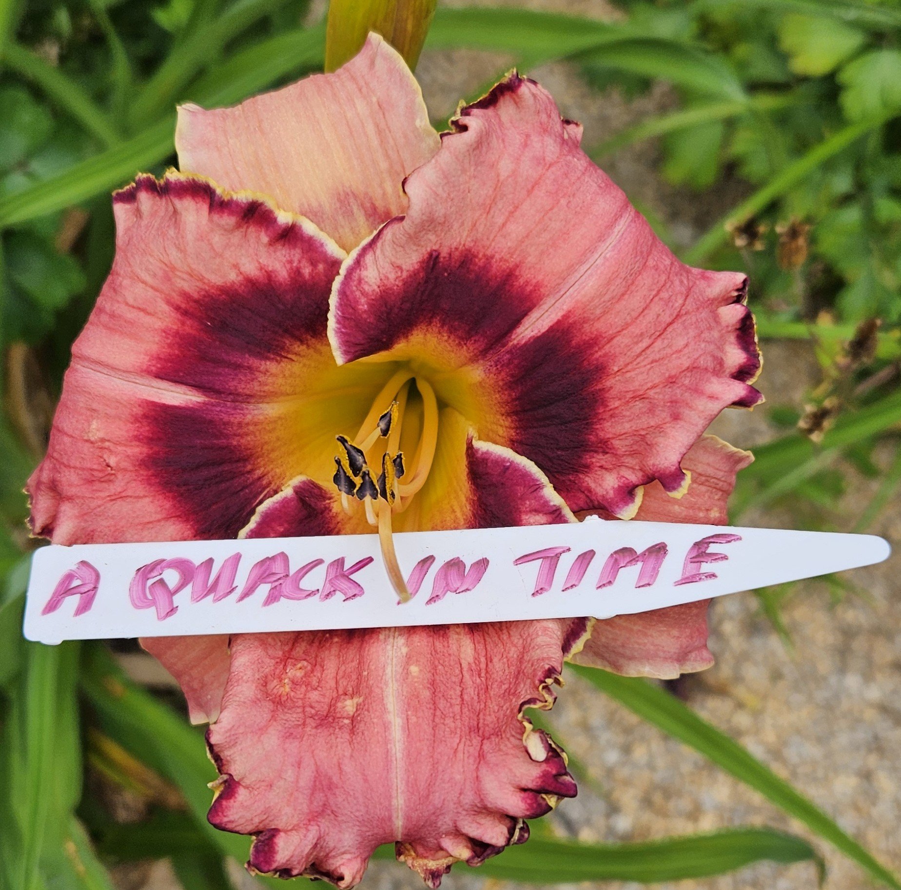A Quack in Time