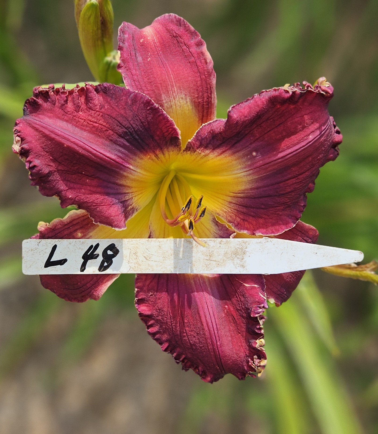 L 48.jpg
