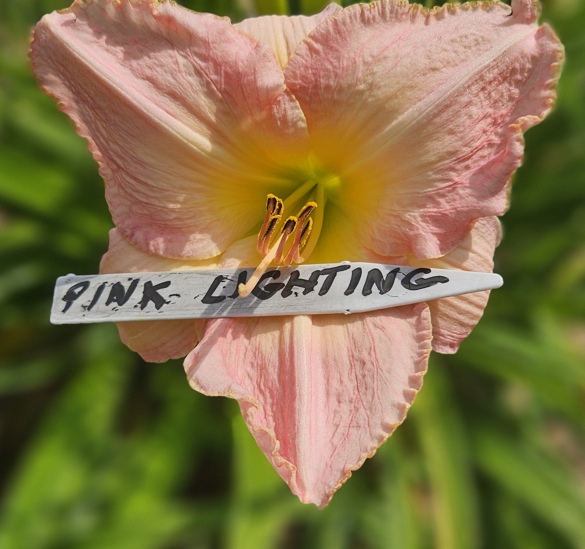 PINK LIGHTNING.jpg