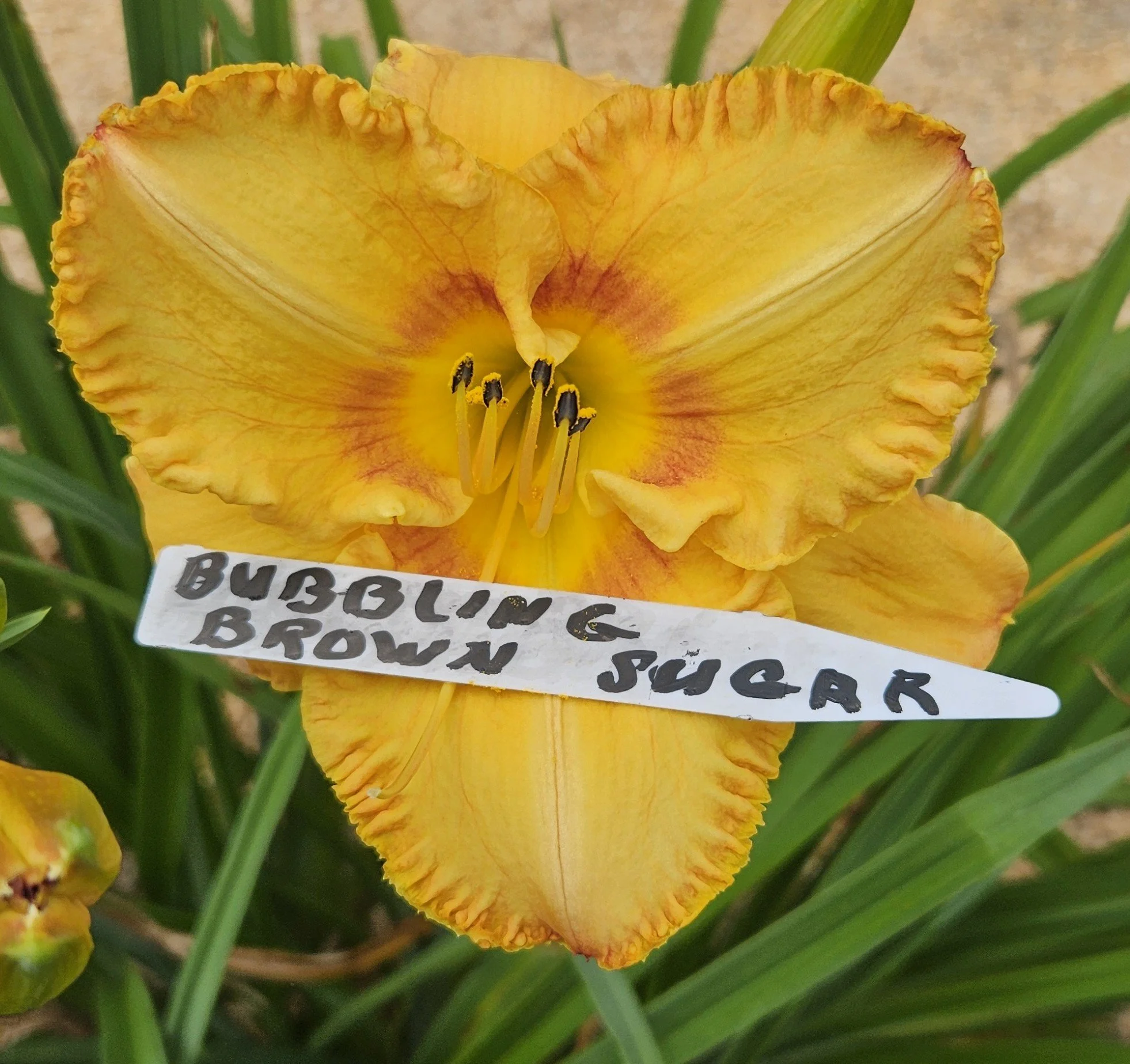 Bubbling Brown Sugar