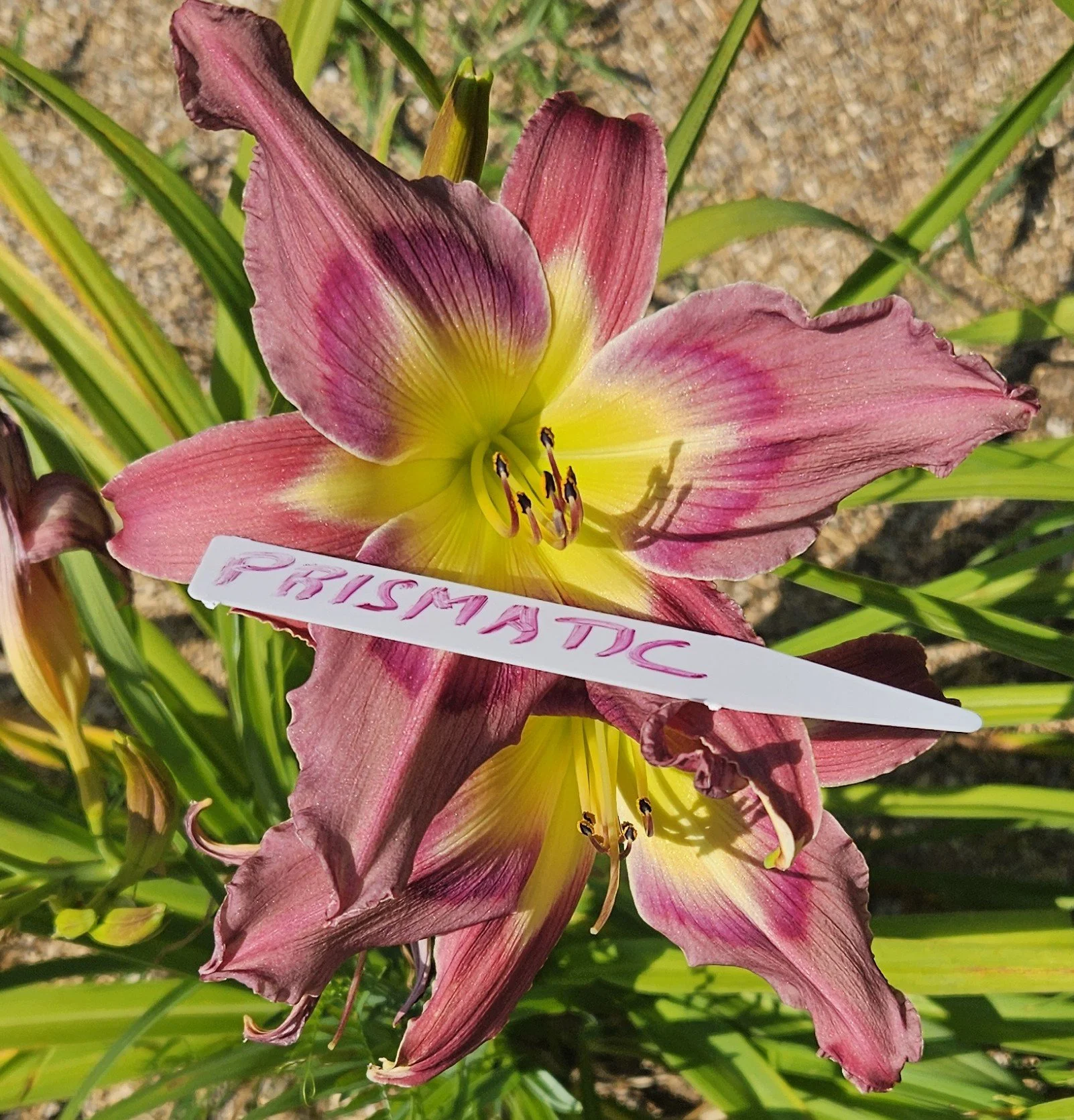 PRISMATIC.jpg
