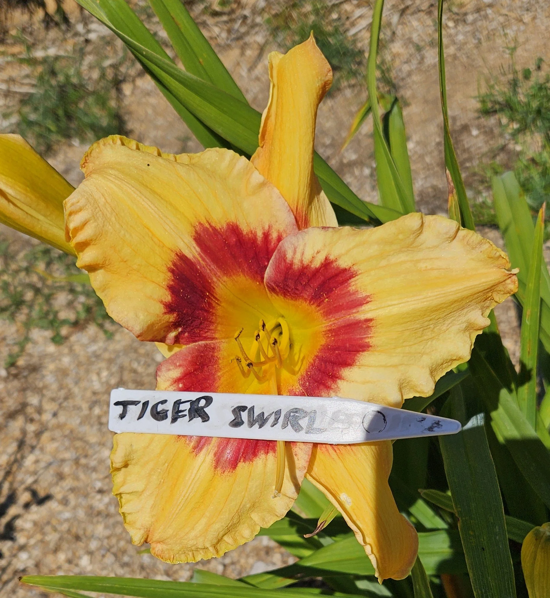 TIGER SWIRL.jpg